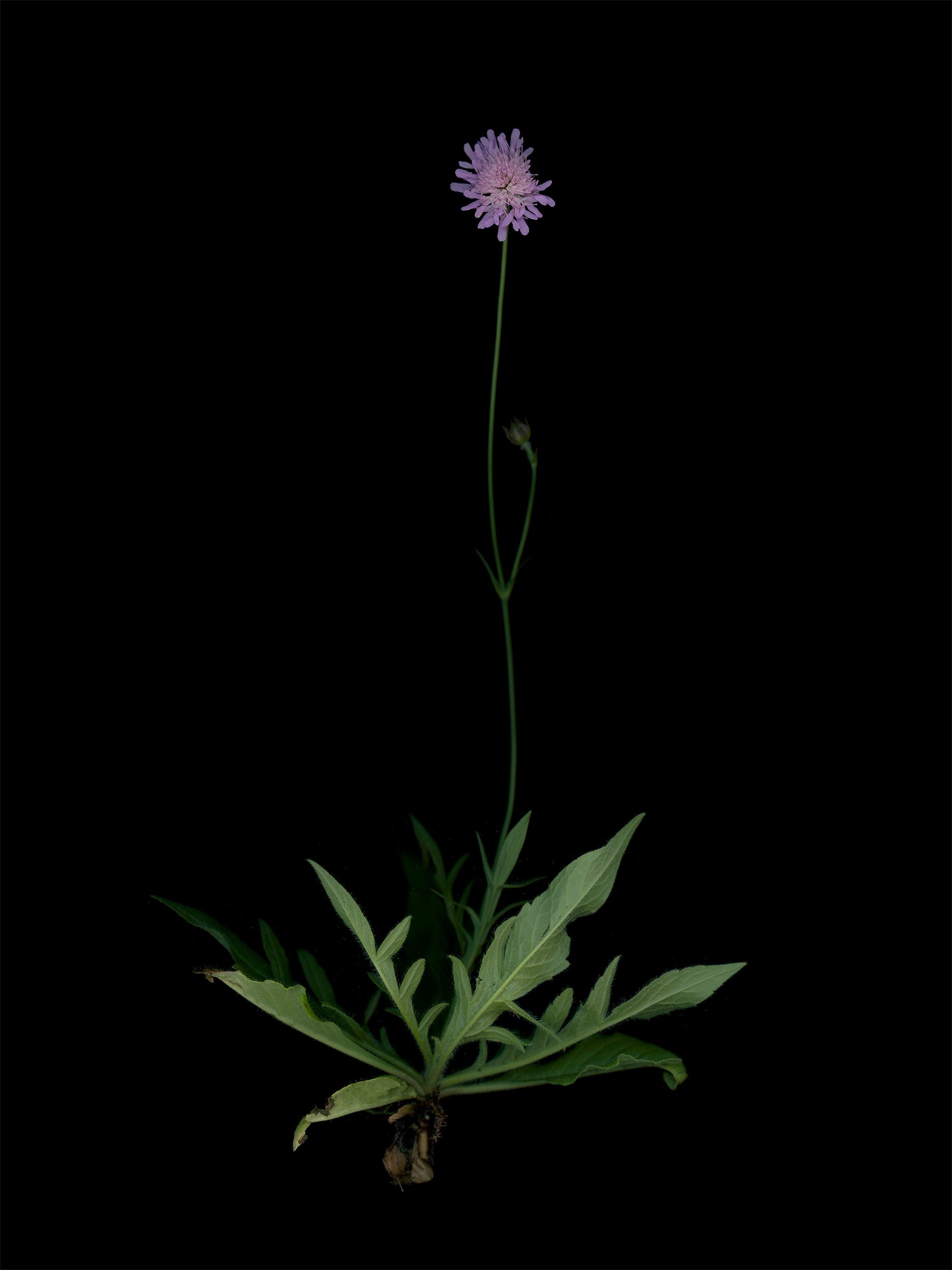 Knautia arvensis (Field scabious) — HD Scan, Munich, Germany, 2025