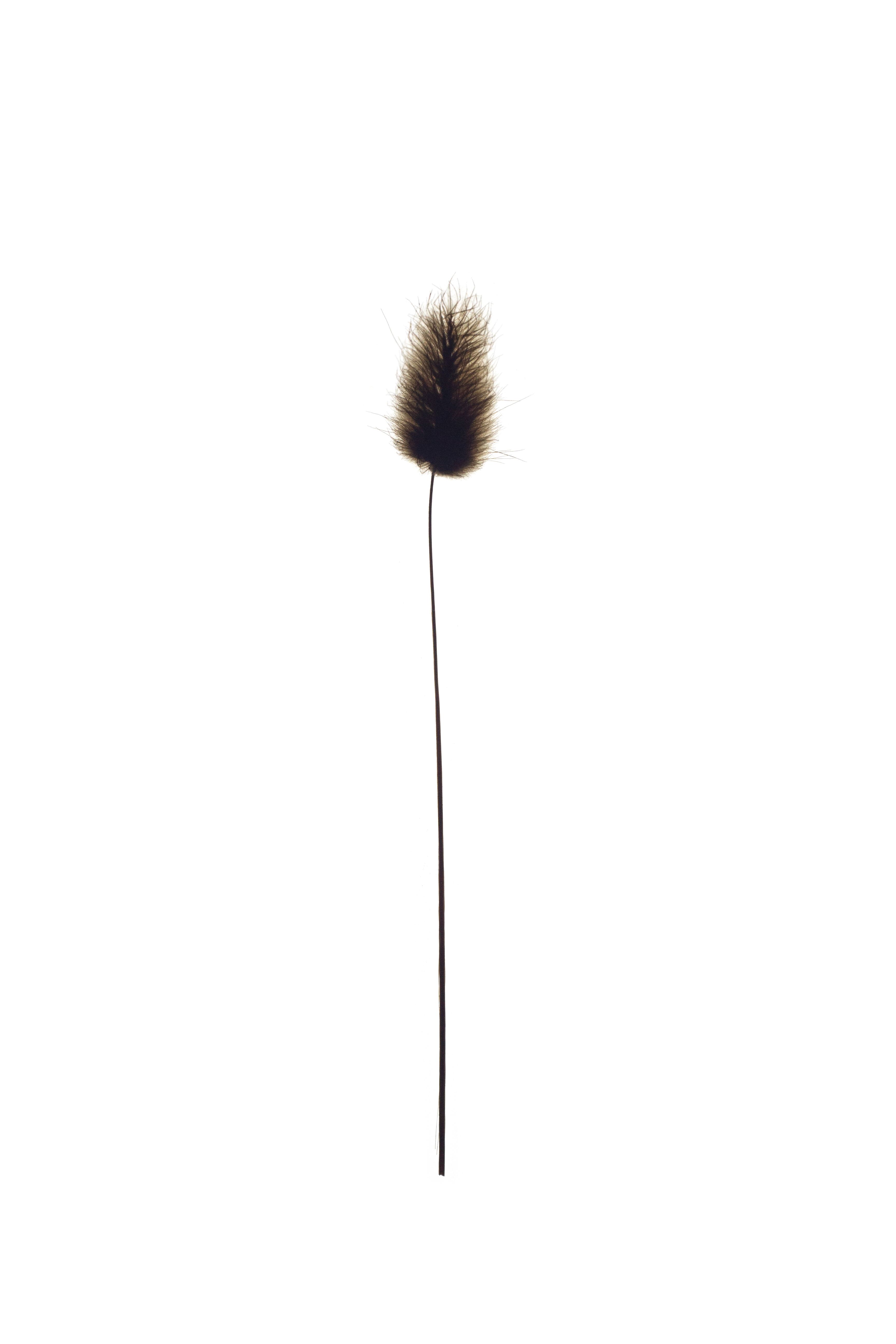 Lagurus ovatus (Bunny-tail grass) — Backlit, Vejer de la Frontera, Spain, 2022