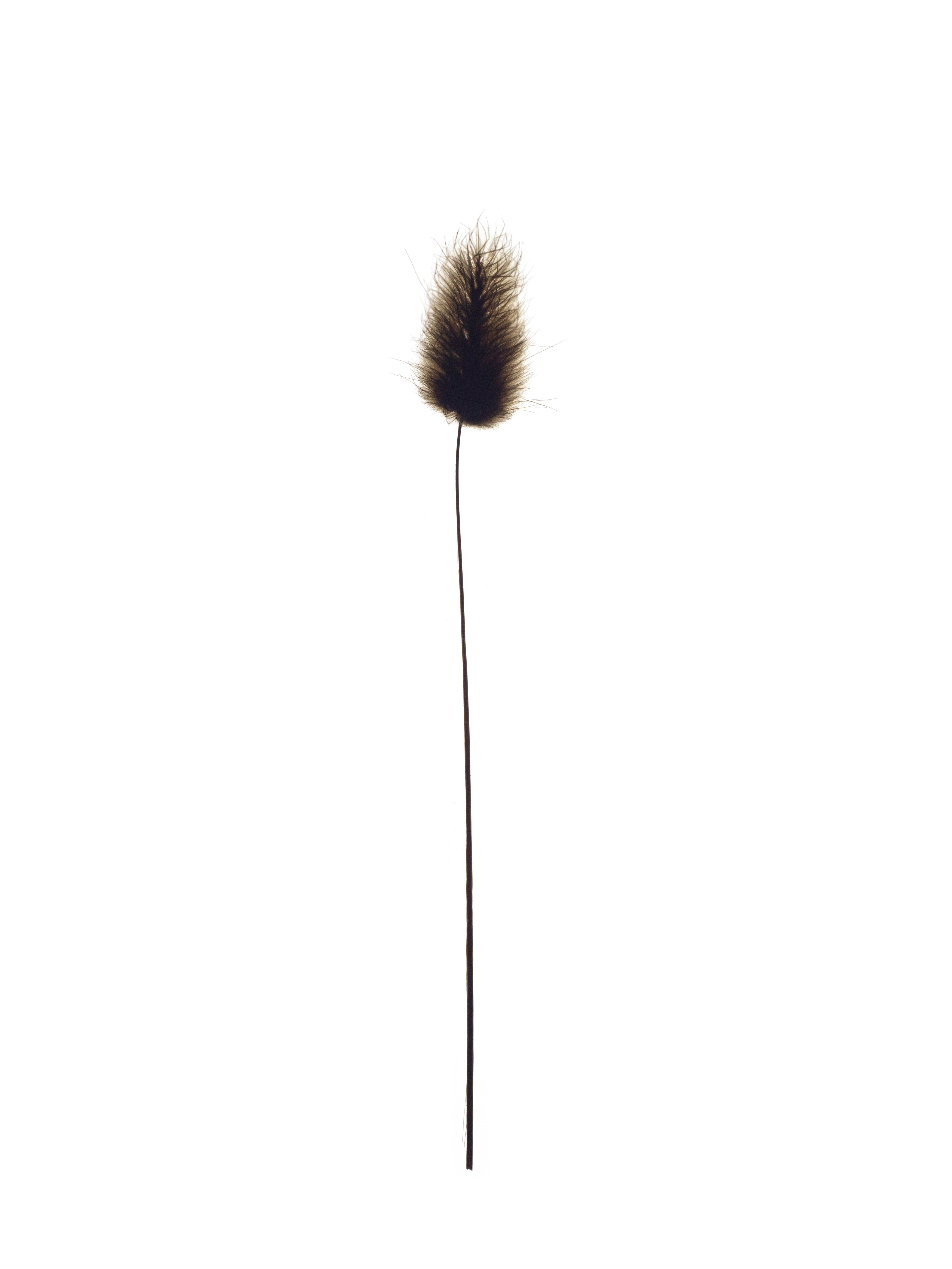 Lagurus ovatus (Bunny-tail grass) — Backlit, Vejer de la Frontera, Spain, 2022