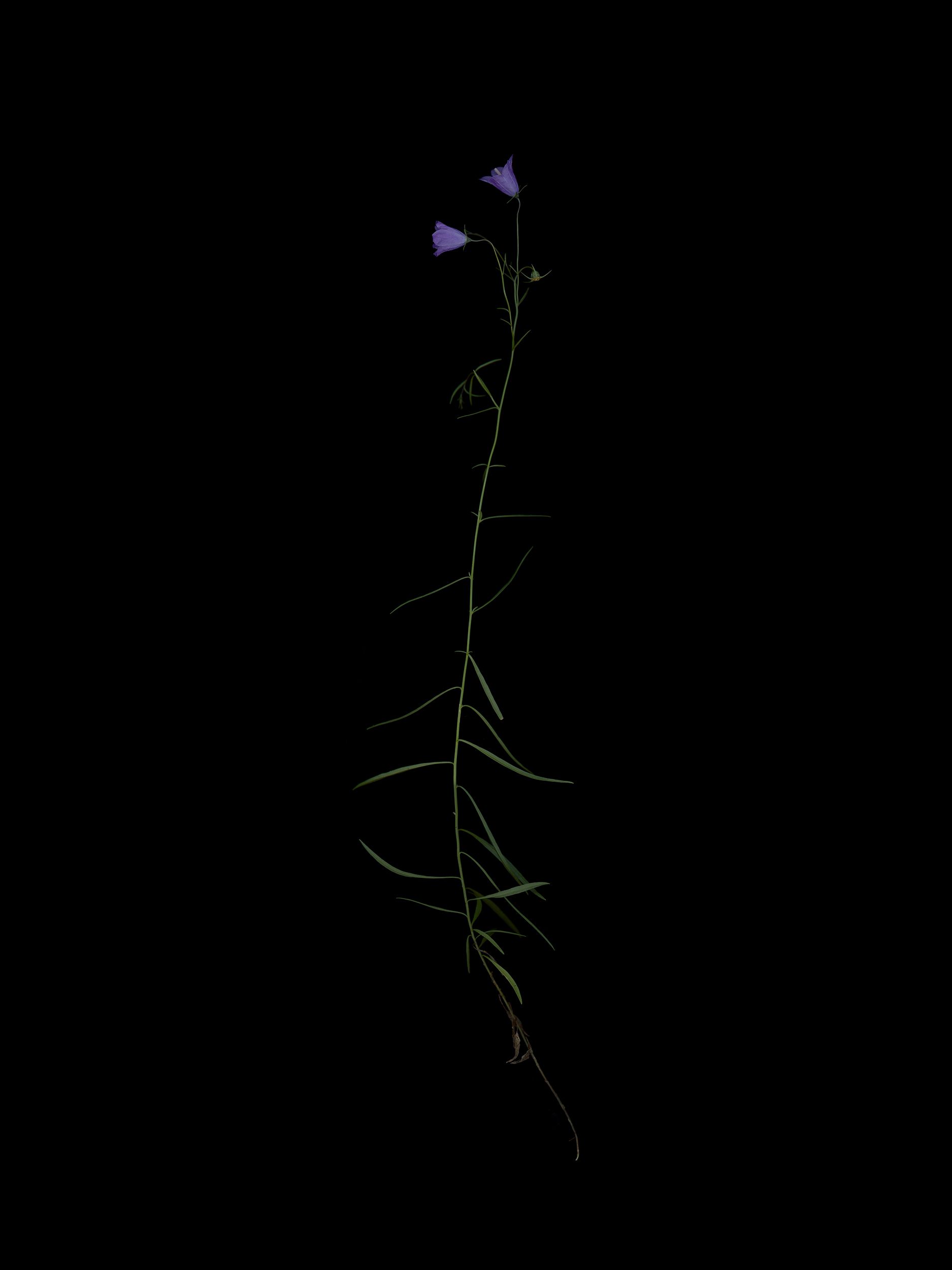 Campanula rotundifolia (Harebell) — HD Scan, Munich, Germany, 2025