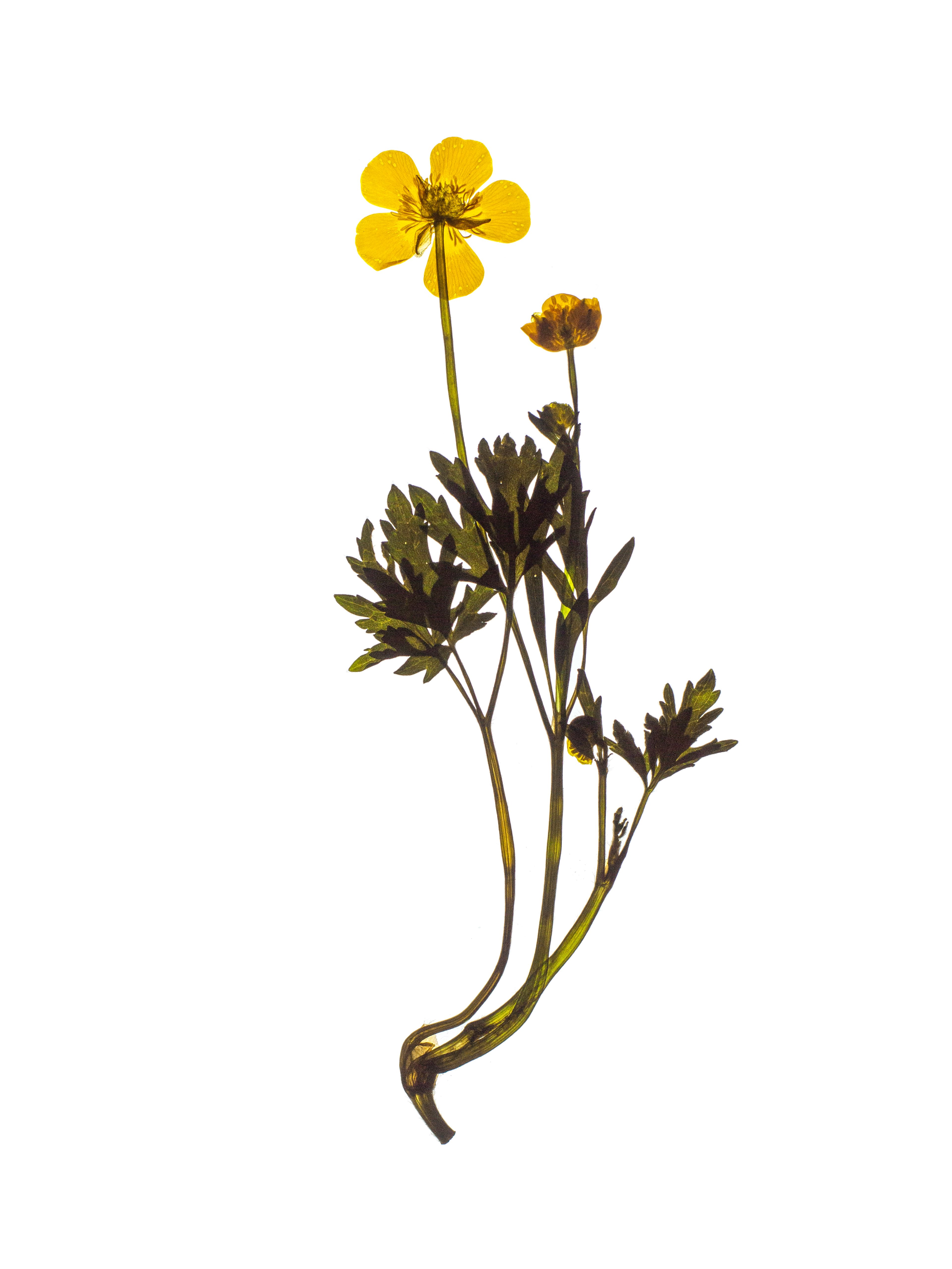 Ranunculus arvensis (Corn buttercup) — Backlit, Munich, Germany, 2024
