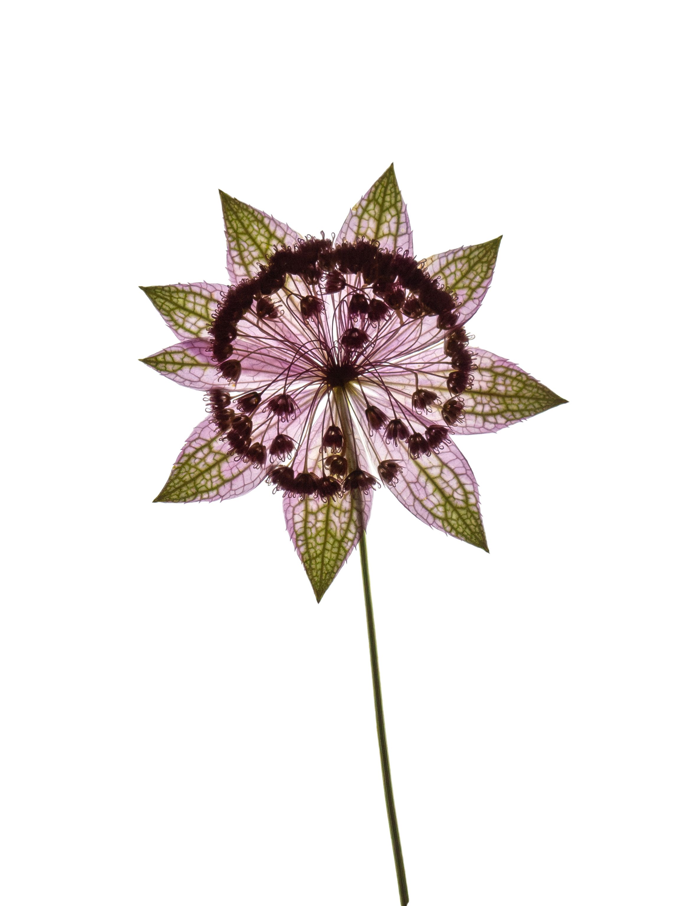 Astrantia maxima (Great masterwort) — Backlit, Ushguli, Georgia, 2019