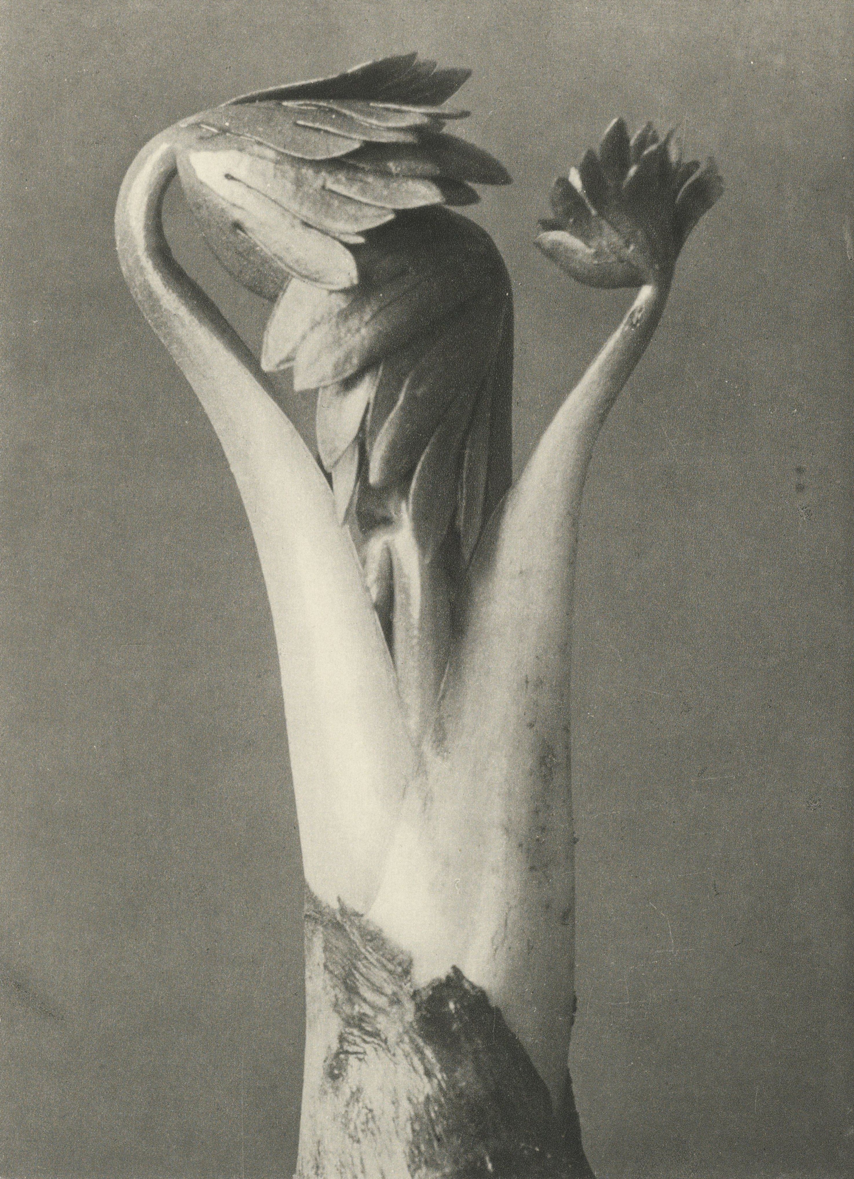 Karl Blossfeldt — Natural Design Archetypes