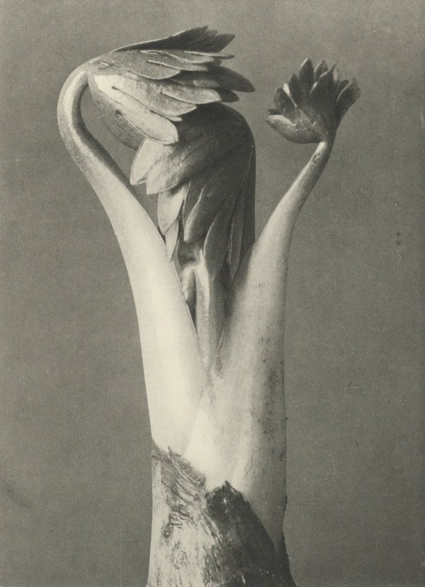 Karl Blossfeldt — Natural Design Archetypes