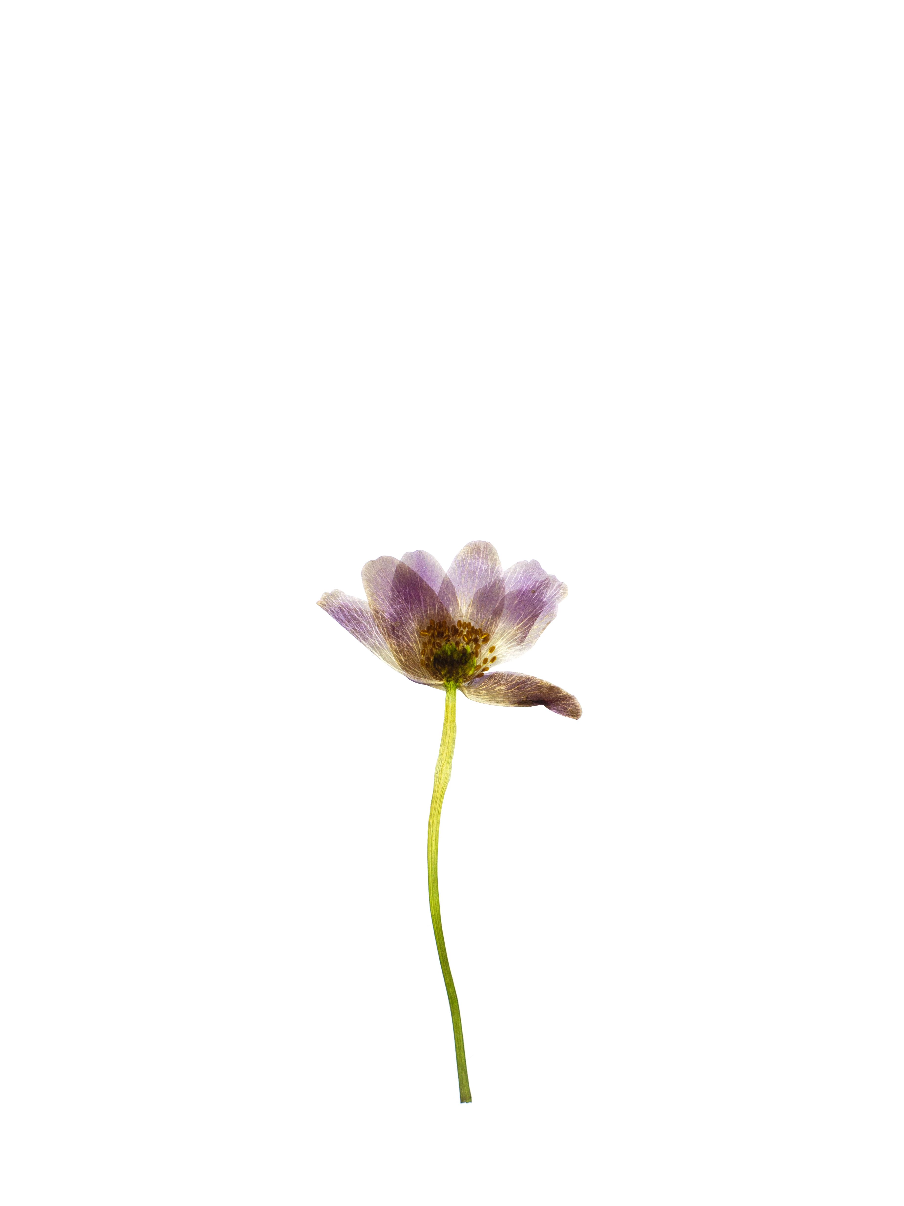 Anemone quinquefolia (Windflower) — Backlit, Pliezhausen, Germany, 2020