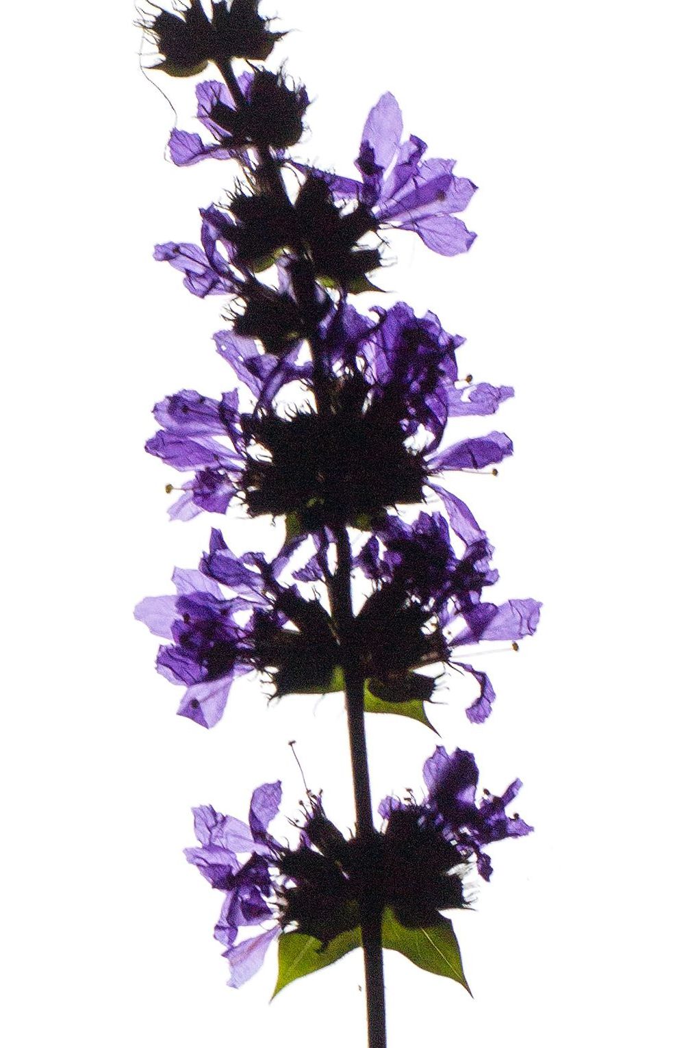 Lythrum salicaria (Purple loosestrife) — Backlit, Thalkirchen, Germany, 2023