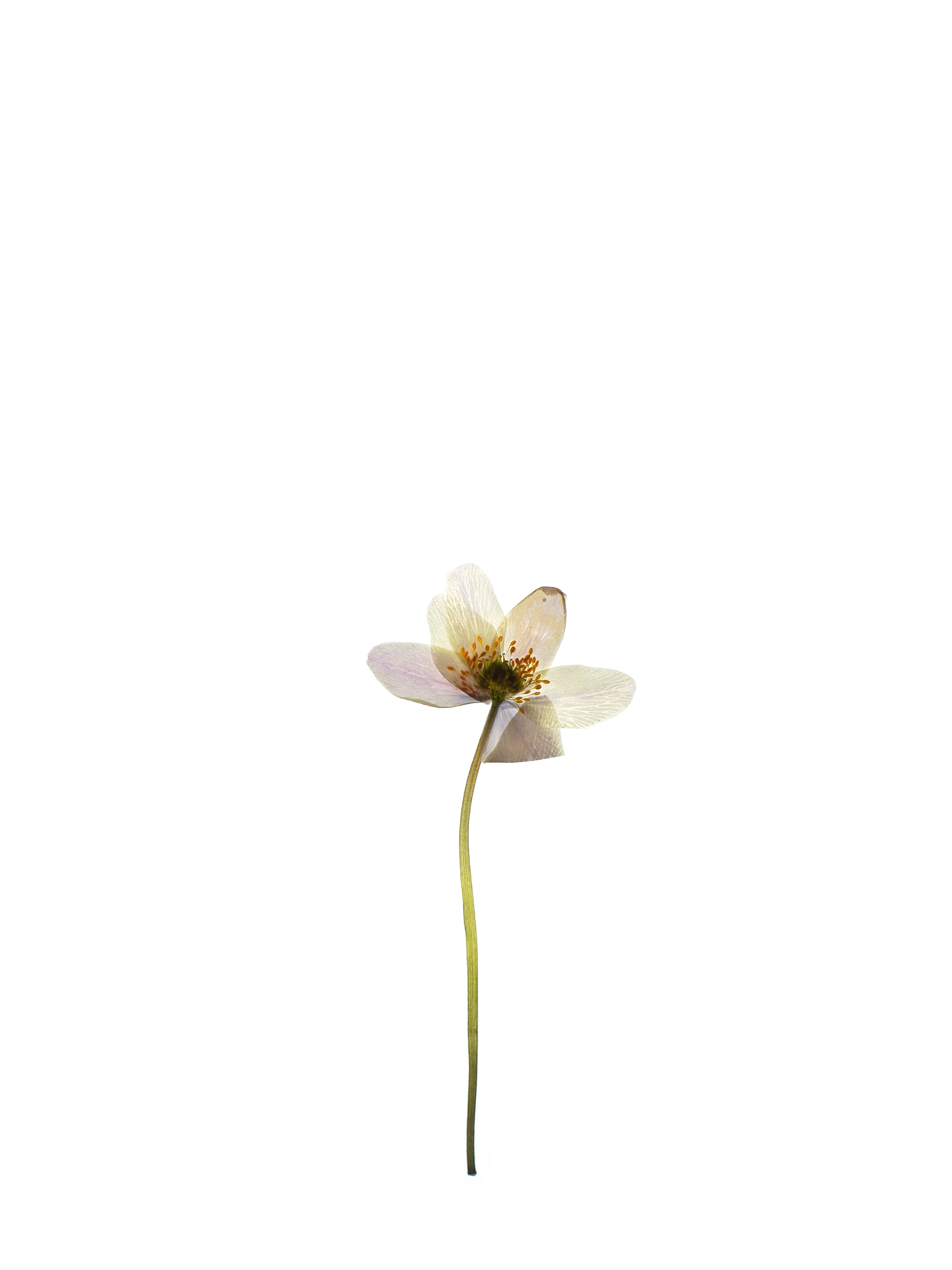 Anemone quinquefolia (Windflower) — Backlit, Pliezhausen, Germany, 2020