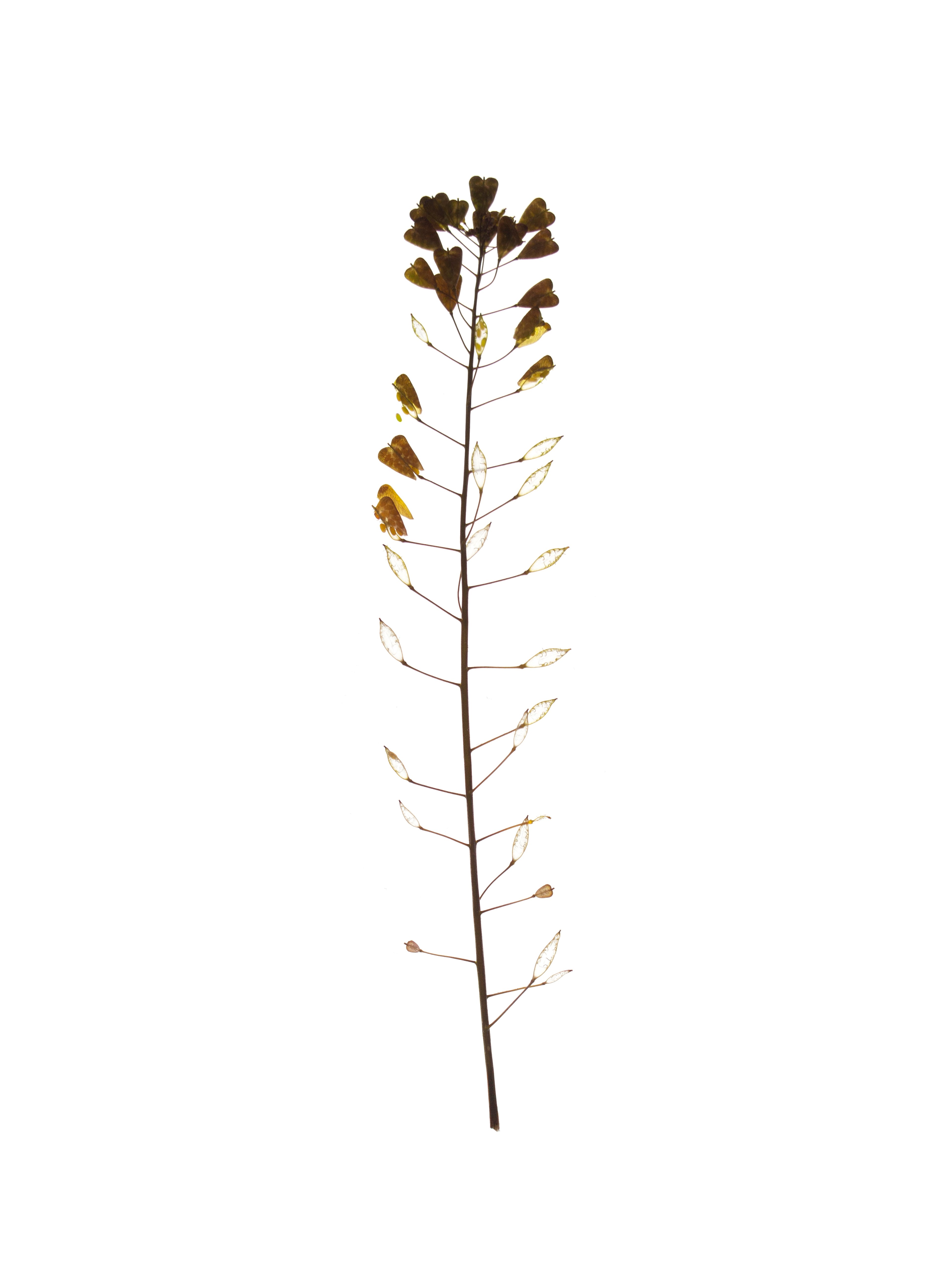 Capsella bursa pastoris (Shepherd’s purse) — Backlit, Offenbach, Germany, 2019