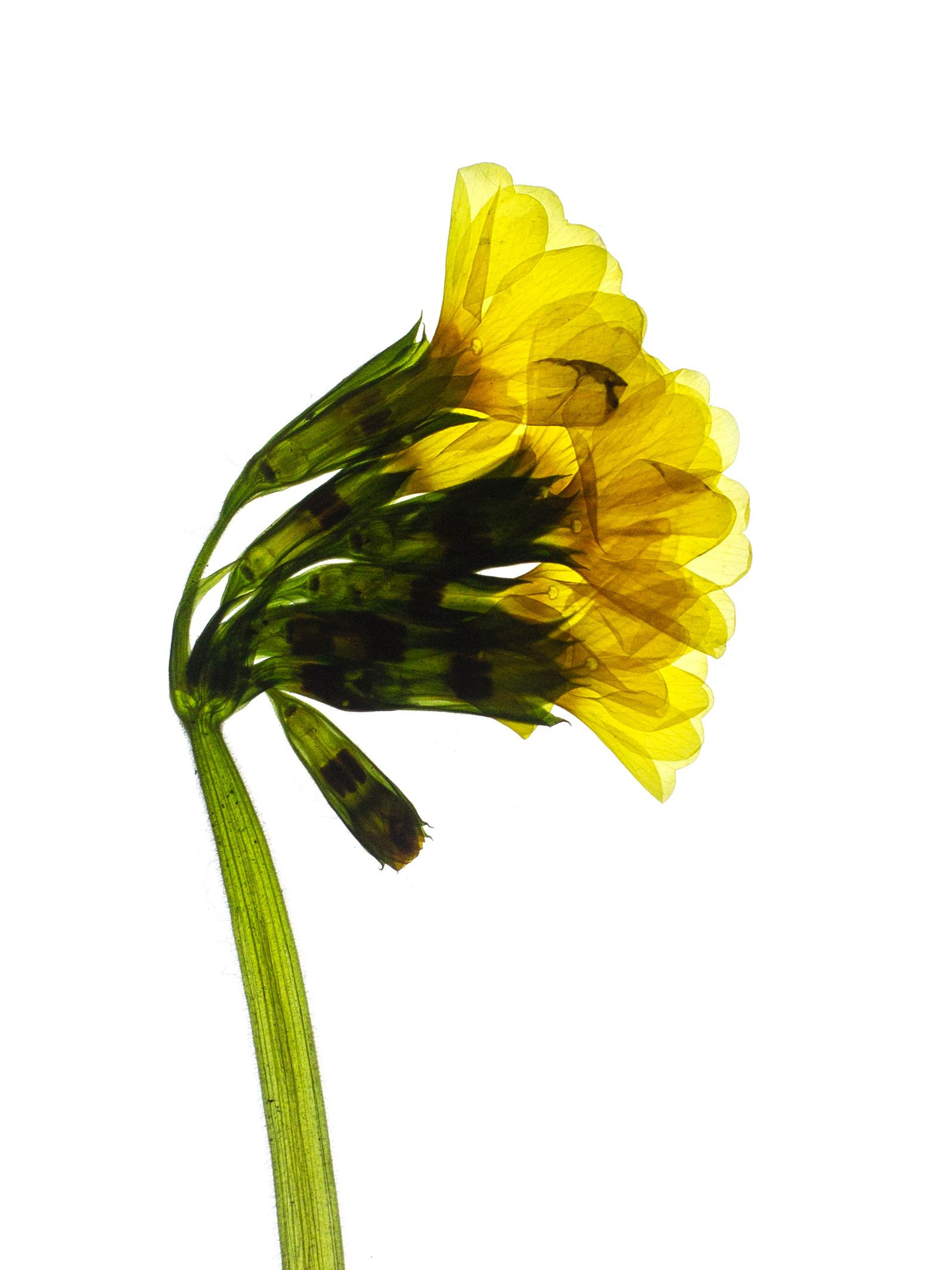 Primula elatior (Oxlip) — detail, Backlit, Pliezhausen, Germany, 2020
