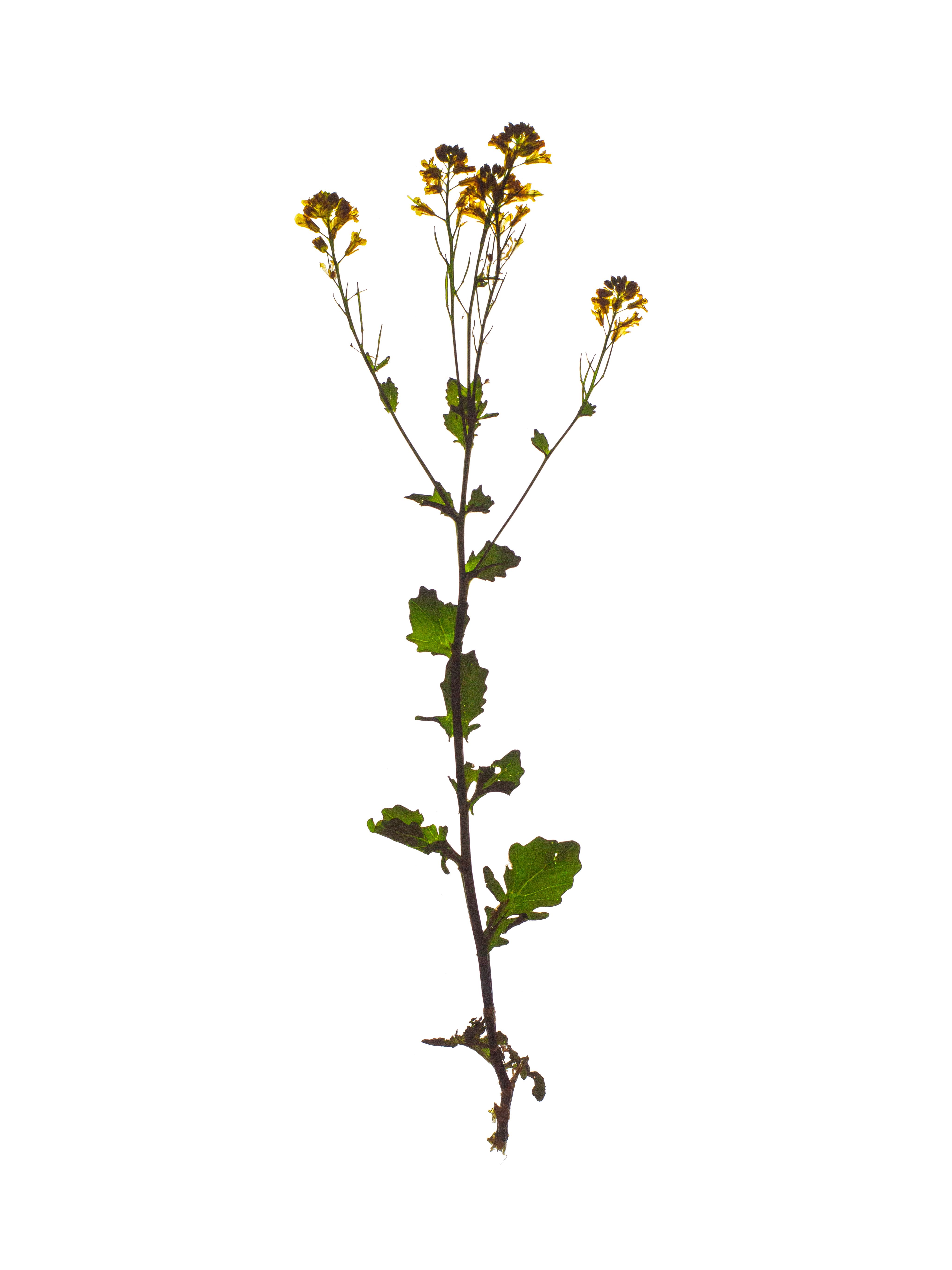 Barbarea vulgaris (Wintercress) — Backlit, Thalkirchen, Germany, 2024