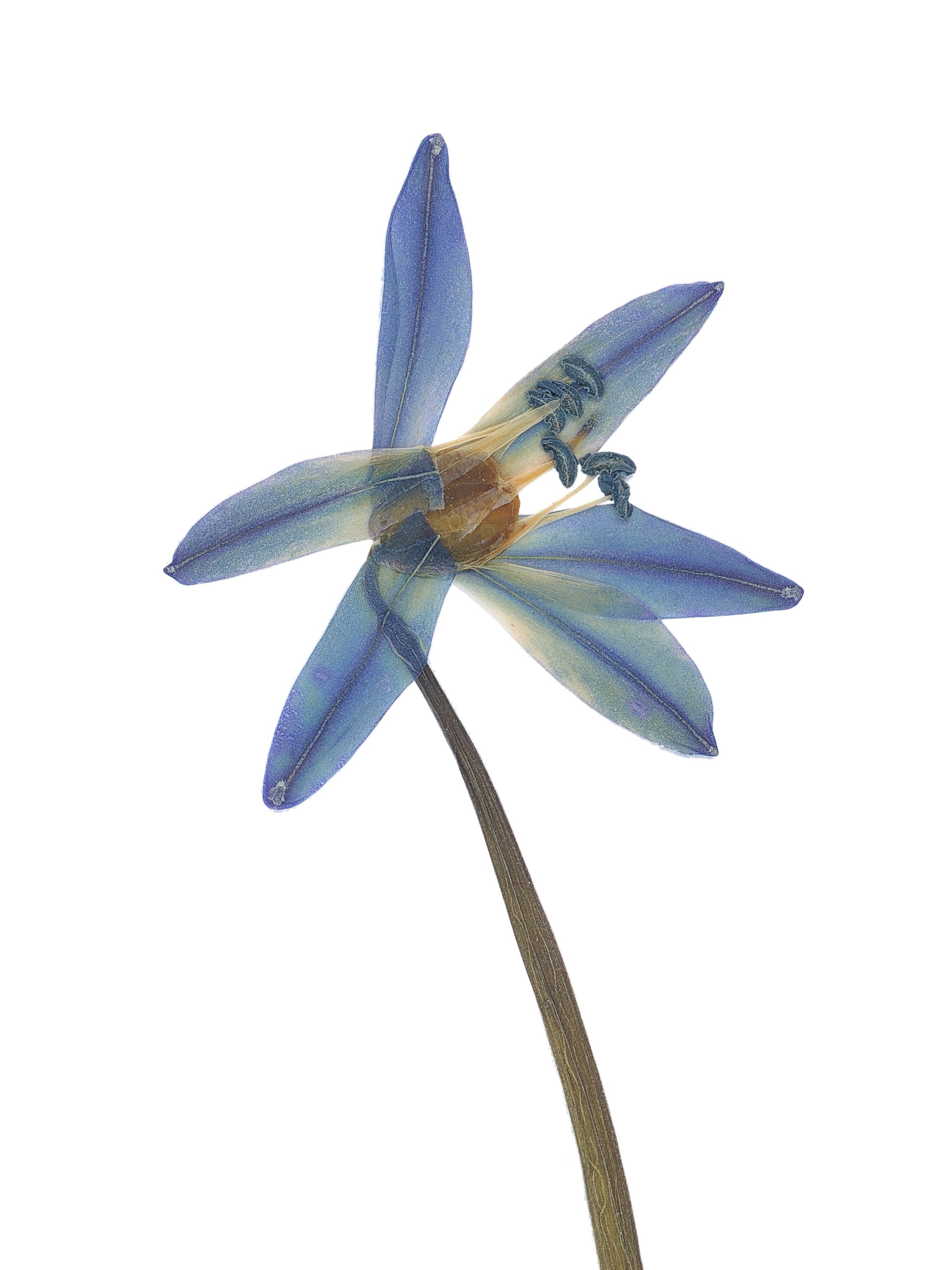 Scilla bifolia (Alpine squill) — Pressed, Pliezhausen, Germany, 2020