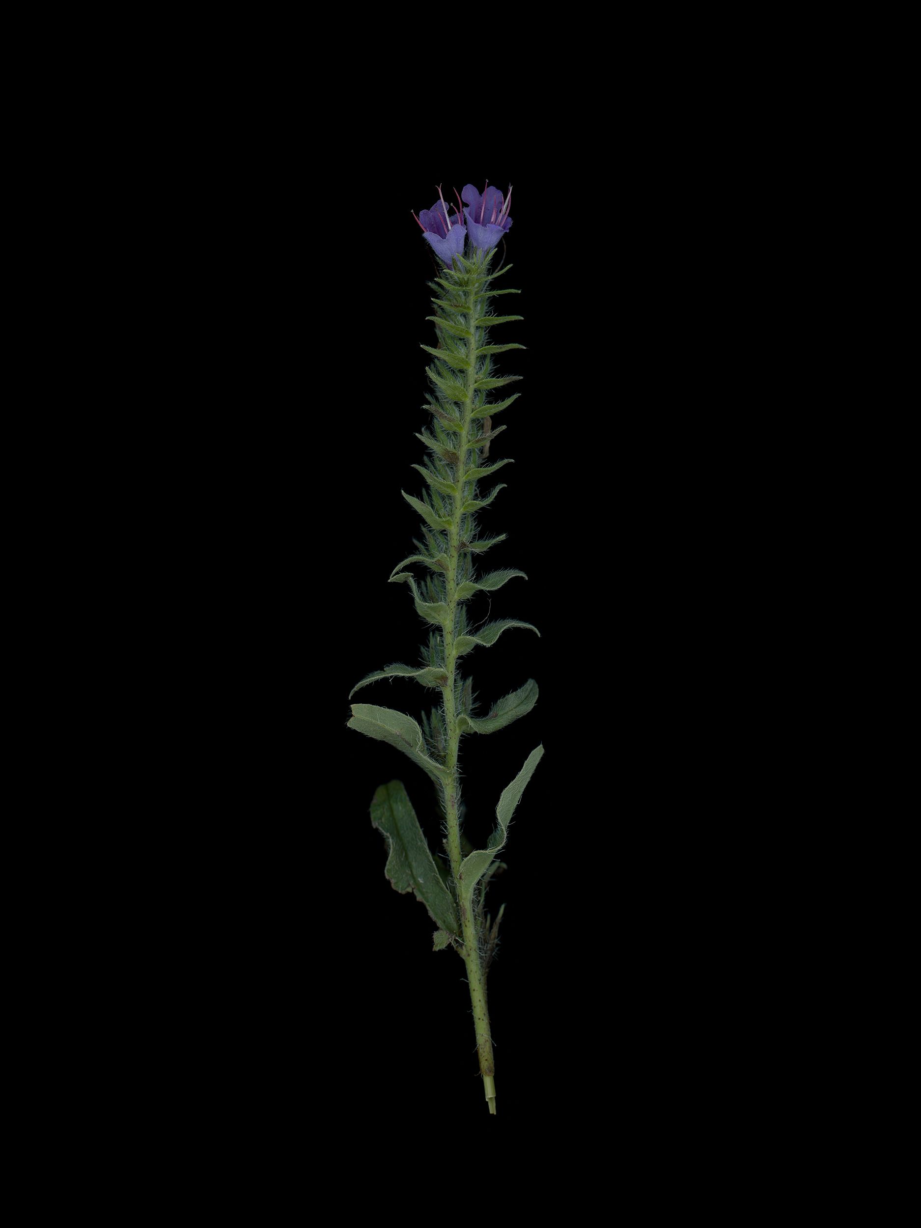 Echium vulgare (Viper's bugloss) — HD Scan, Thalkirchen, Germany, 2025