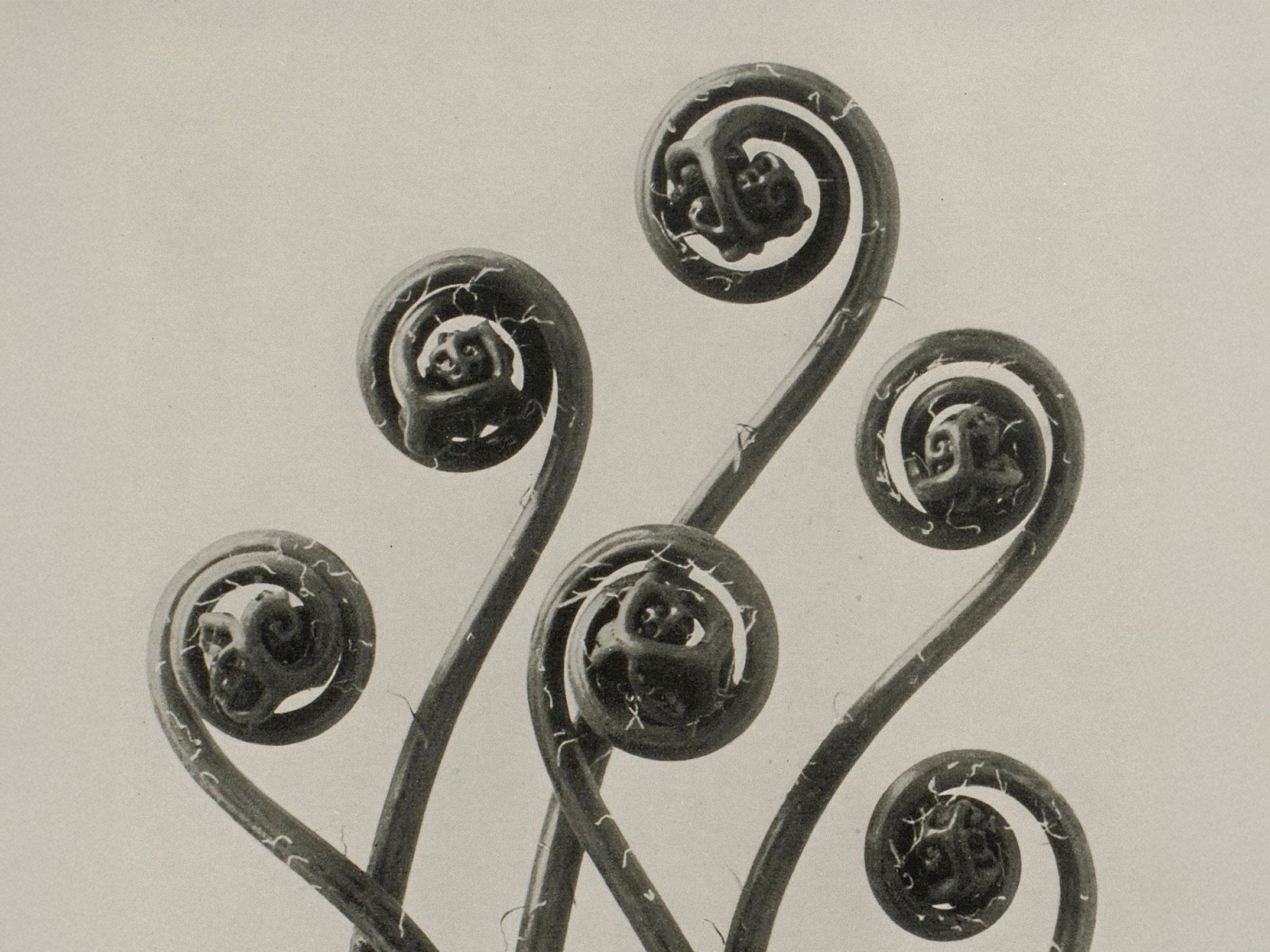 Karl Blossfeldt — Natural Design Archetypes