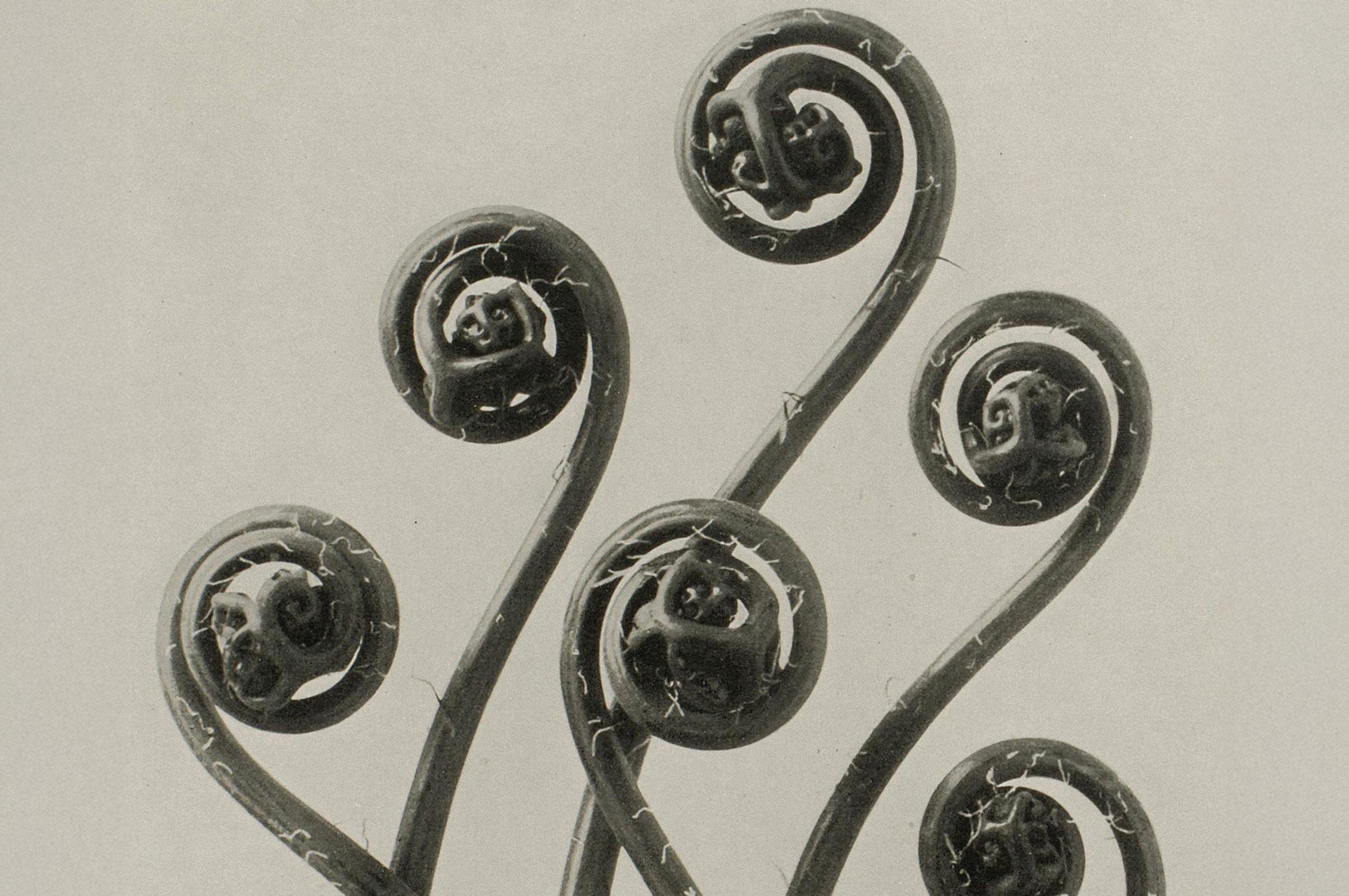Karl Blossfeldt — Natural Design Archetypes