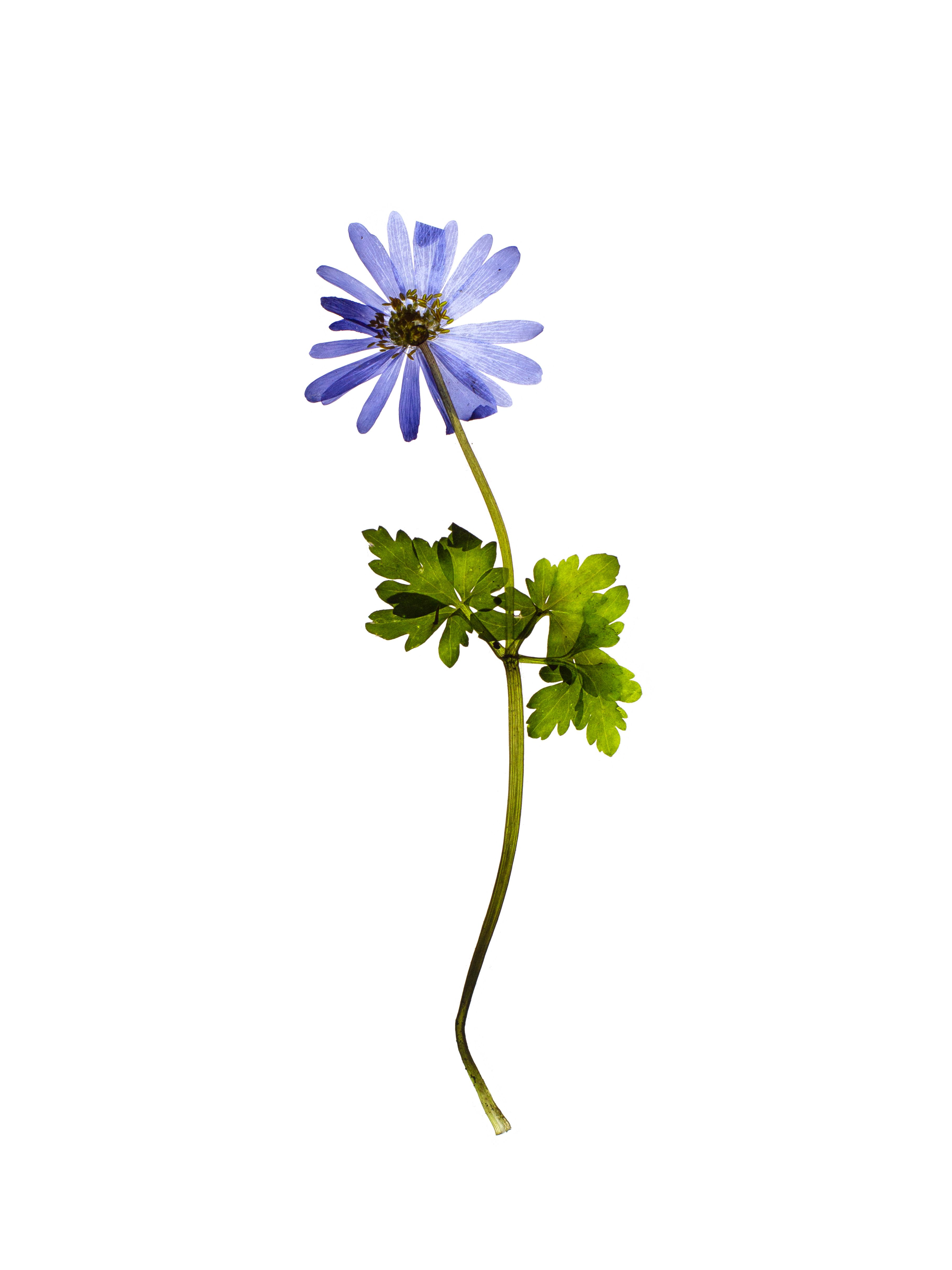 Anemone apennina (Apennine anemone) — Stuttgart, Germany, 2021