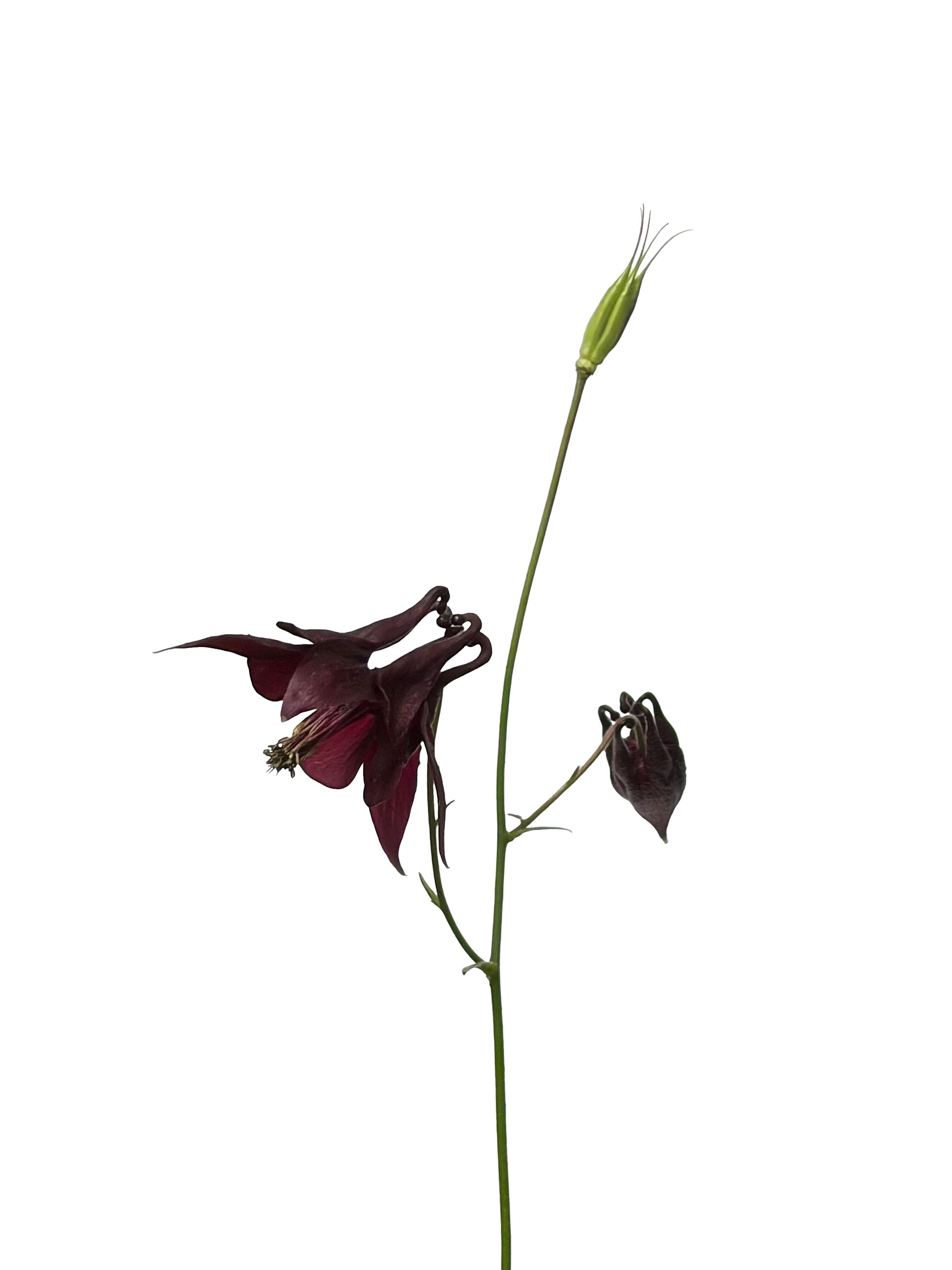 Aquilegia atrata (Dark columbine) — Photograph, Belluno, Italy, 2026