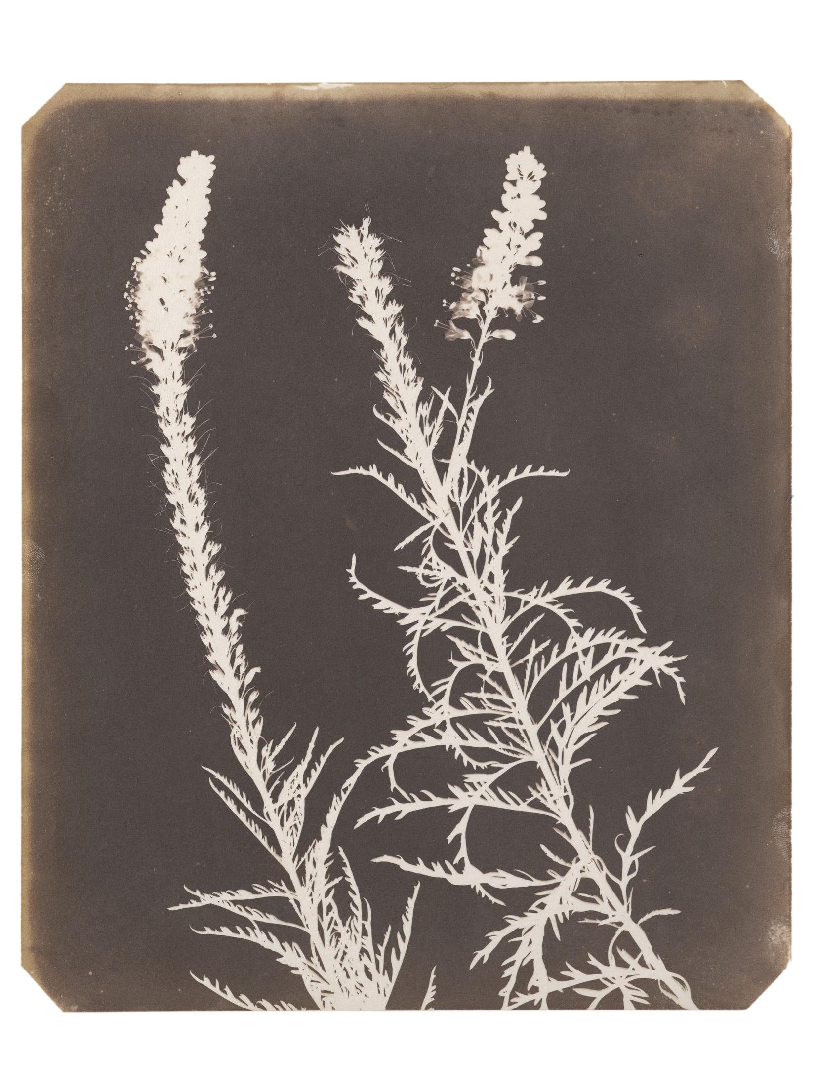 Calotype