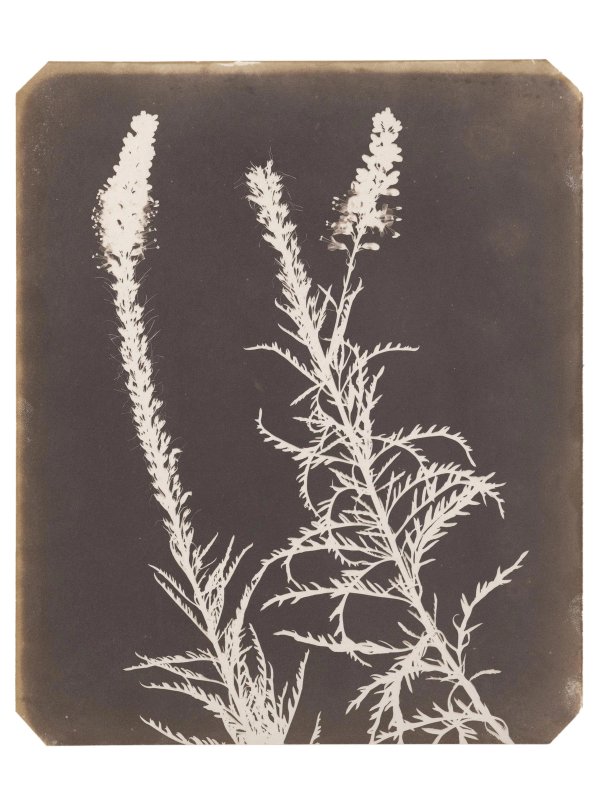 Calotype