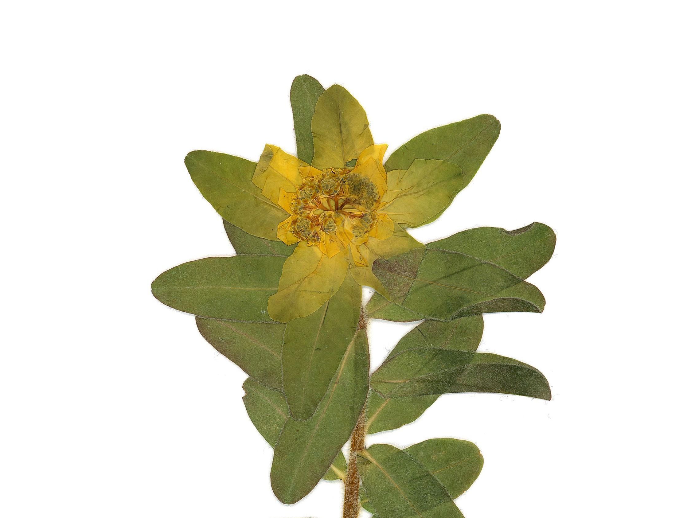 Euphorbia hyberna
