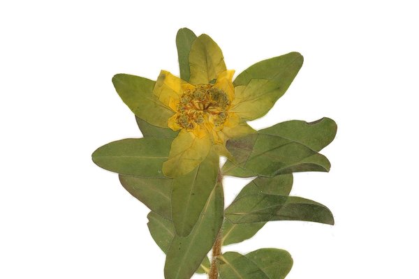 Euphorbia hyberna
