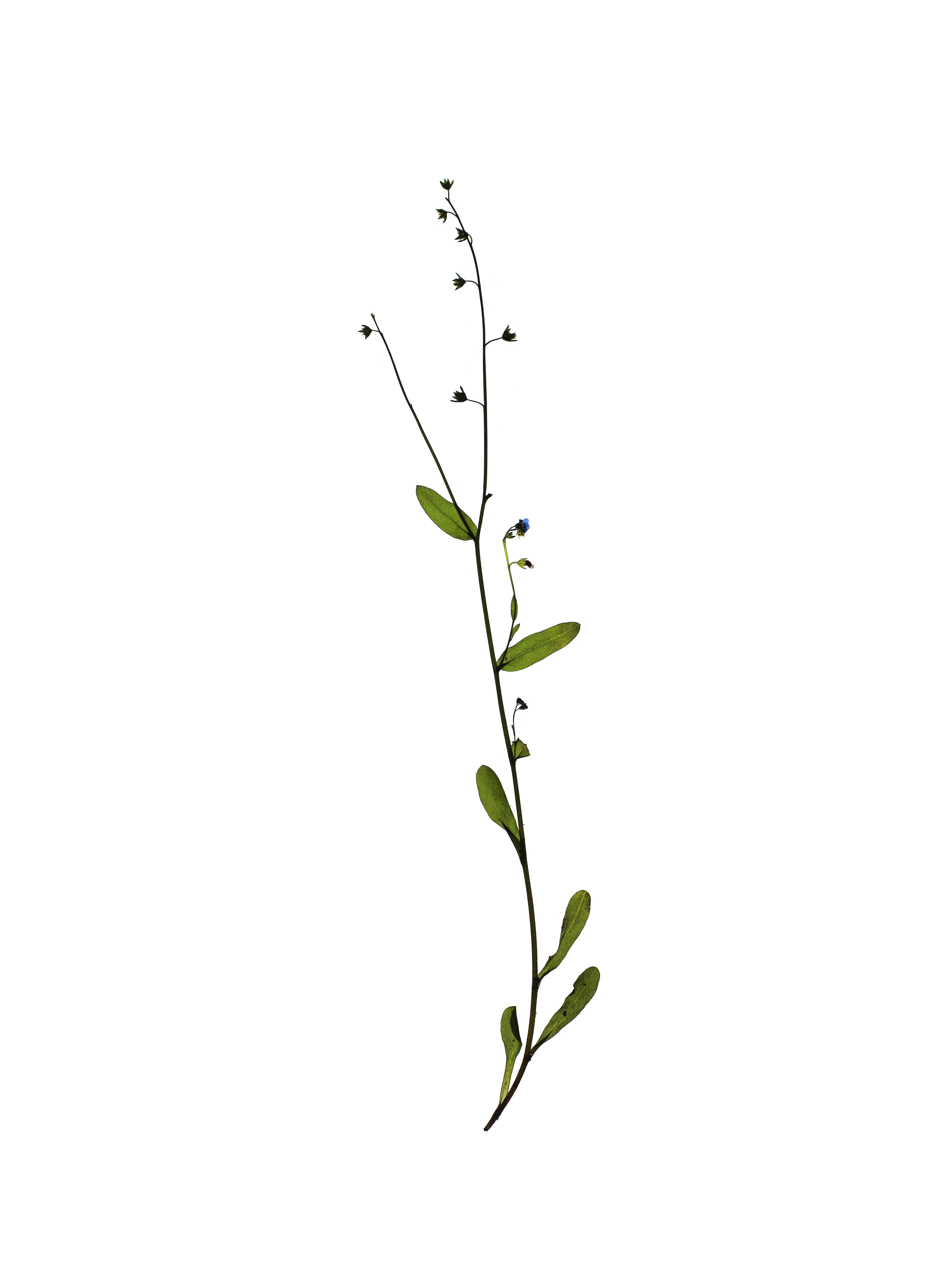 Myosotis arvensis (Field forget-me-not) — Backlit, Stuttgart, Germany, 2021