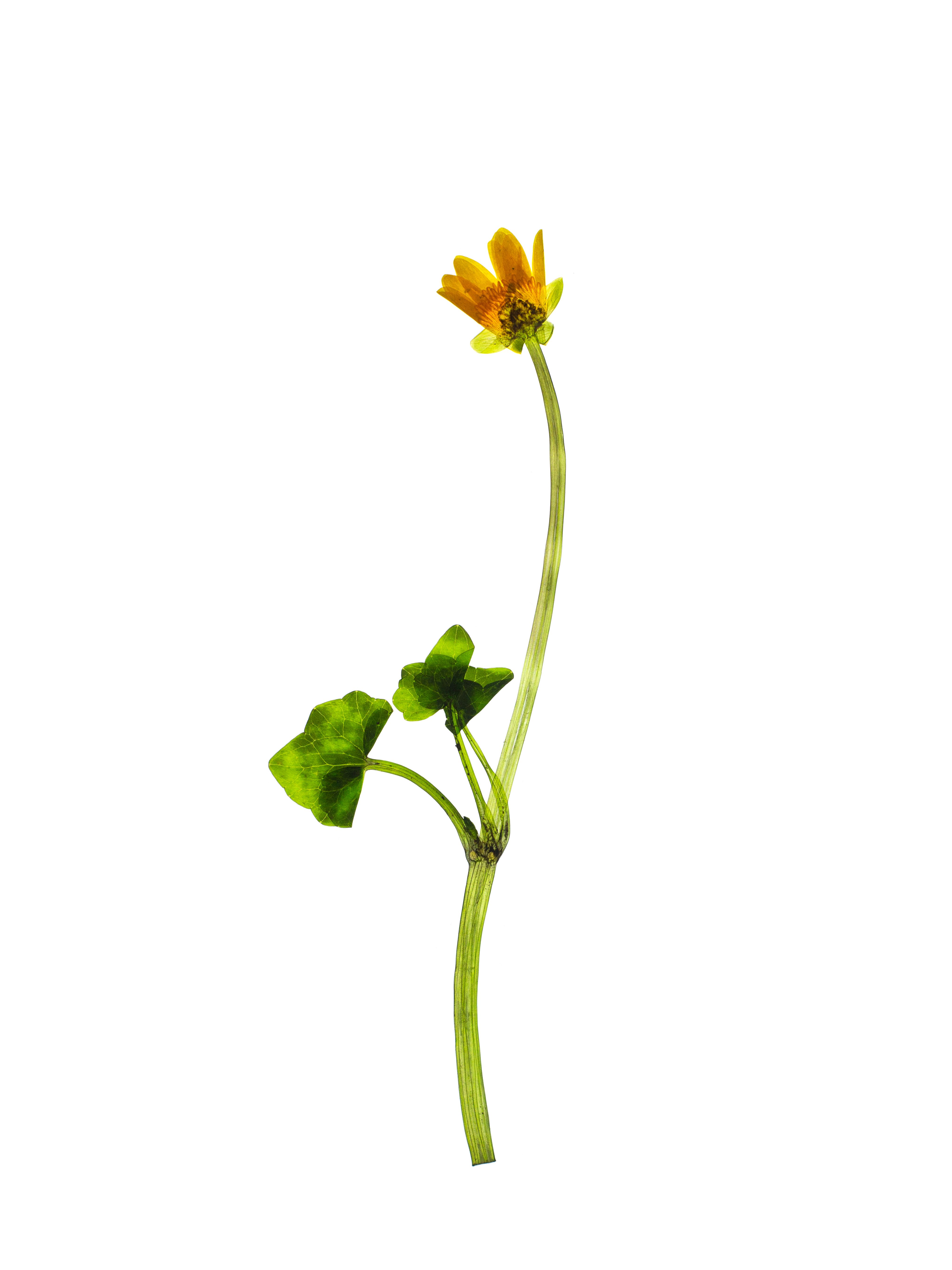 Ficaria verna (Lesser celandine) — Backlit, Pliezhausen, Germany, 2020