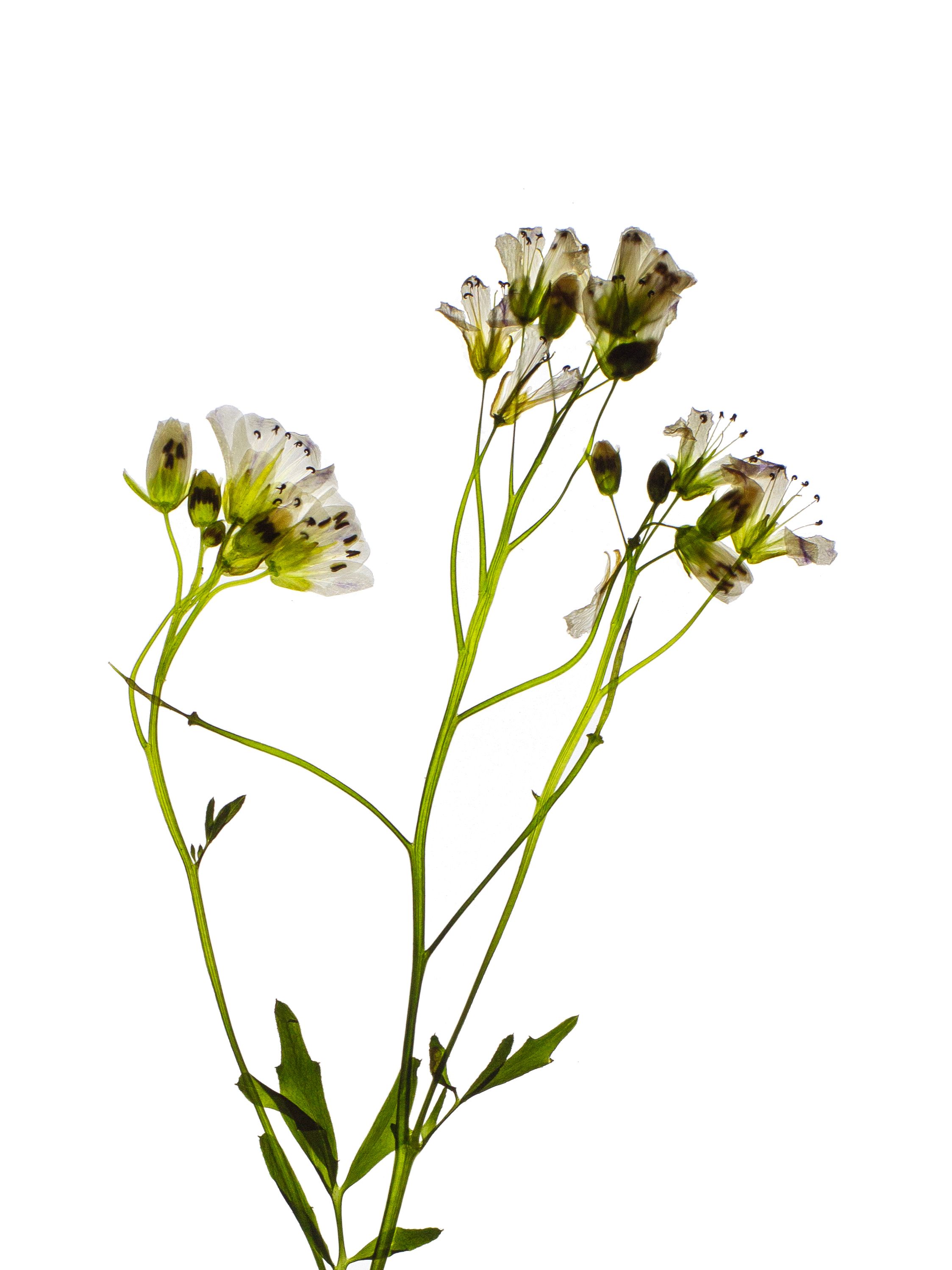 Cardamine amara (Large bitter-cress) — Backlit, Thalkirchen, Germany, 2024 (HA-0180, plate III)