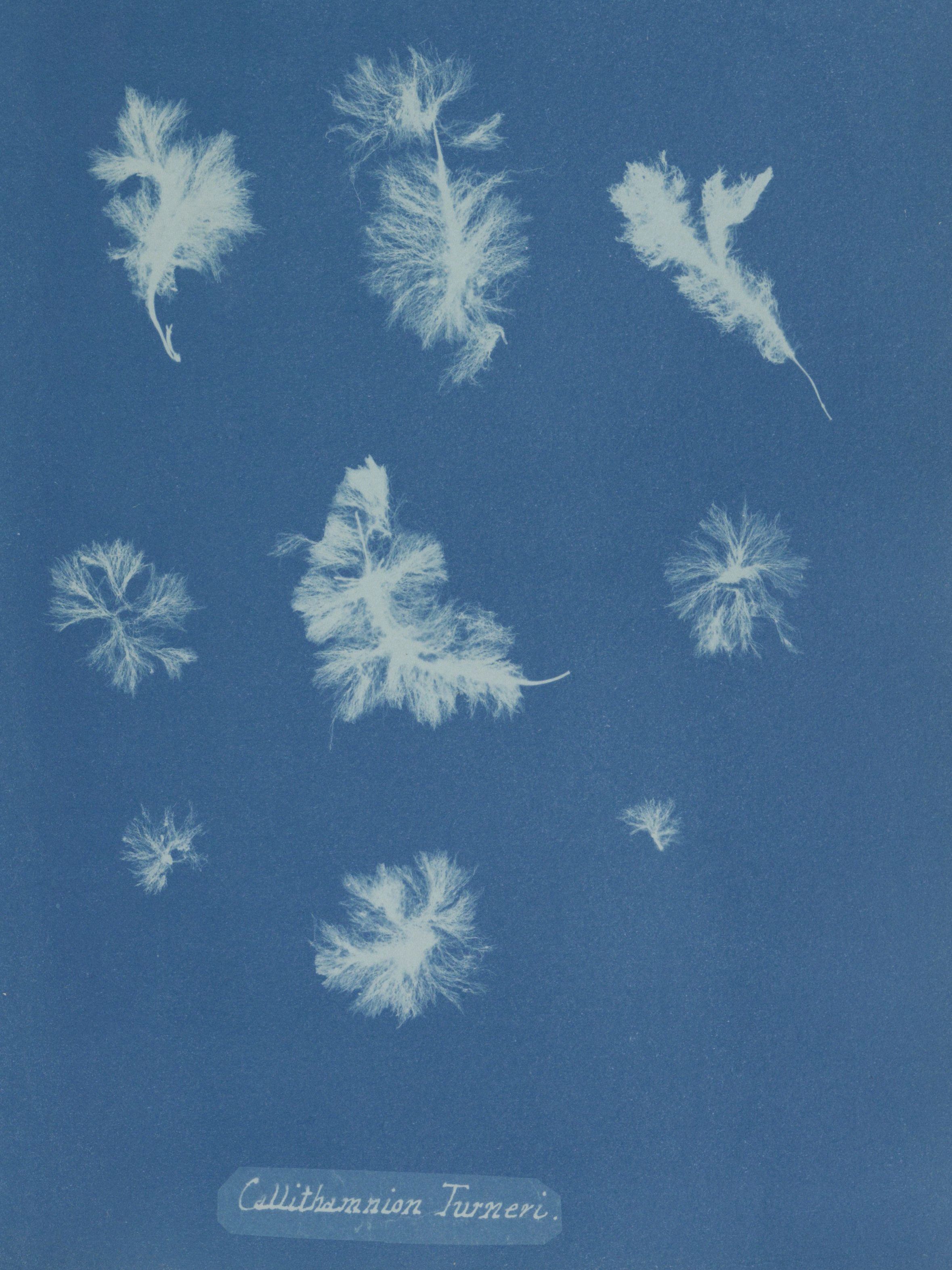 Cyanotype