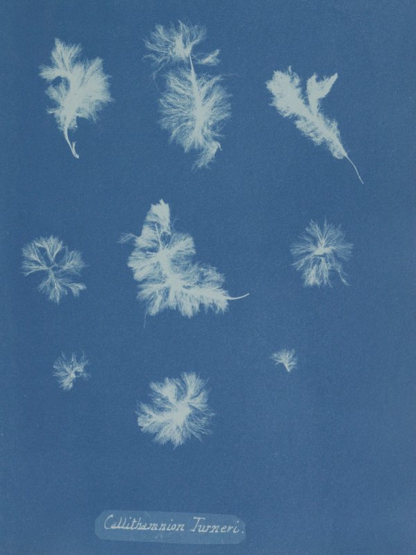 Cyanotype
