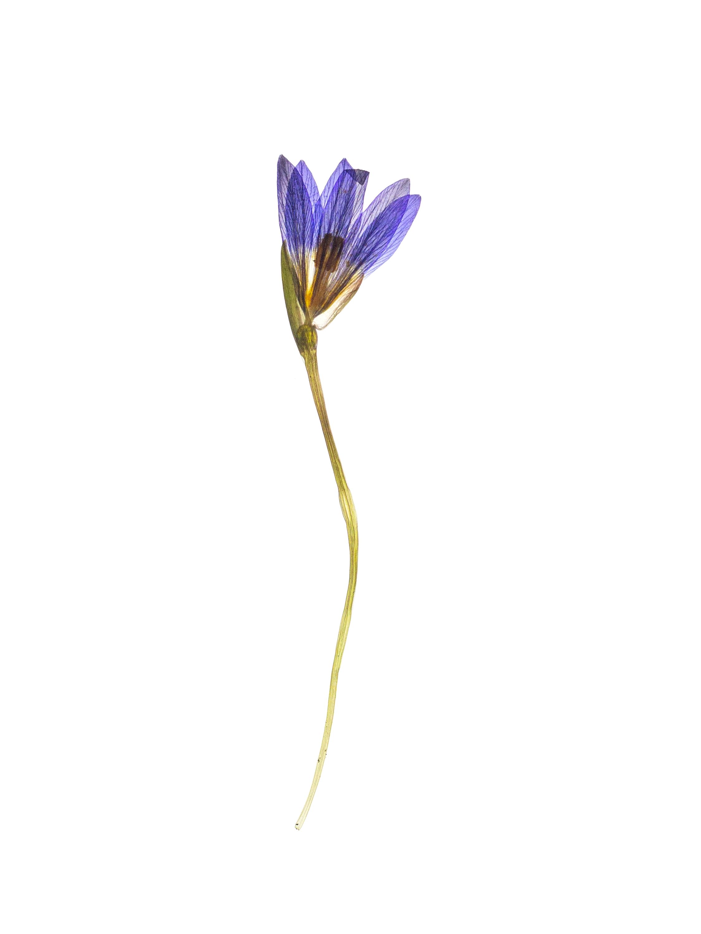Romulea bulbocodium (Sand crocus) — Backlit, Conil de la Frontera, Spain, 2022