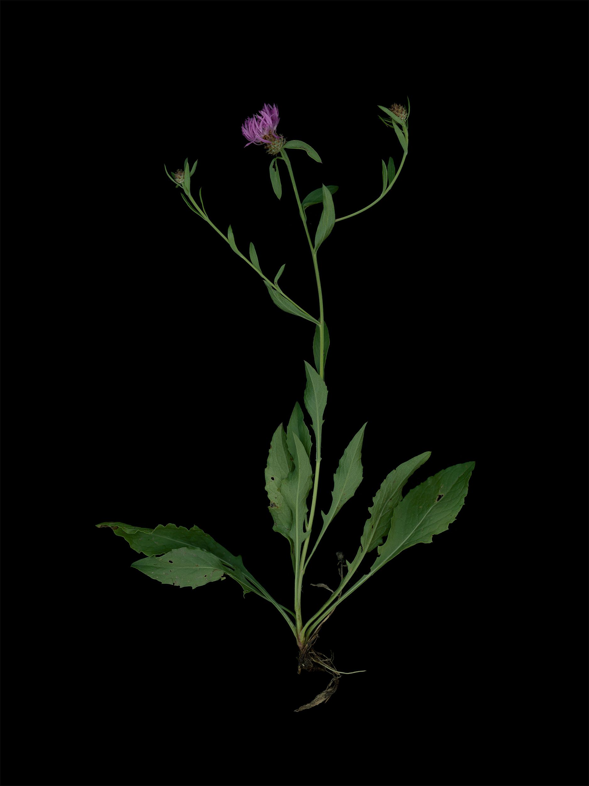 Centaurea jacea (Brown knapweed) — HD Scan, Thalkirchen, Germany, 2025