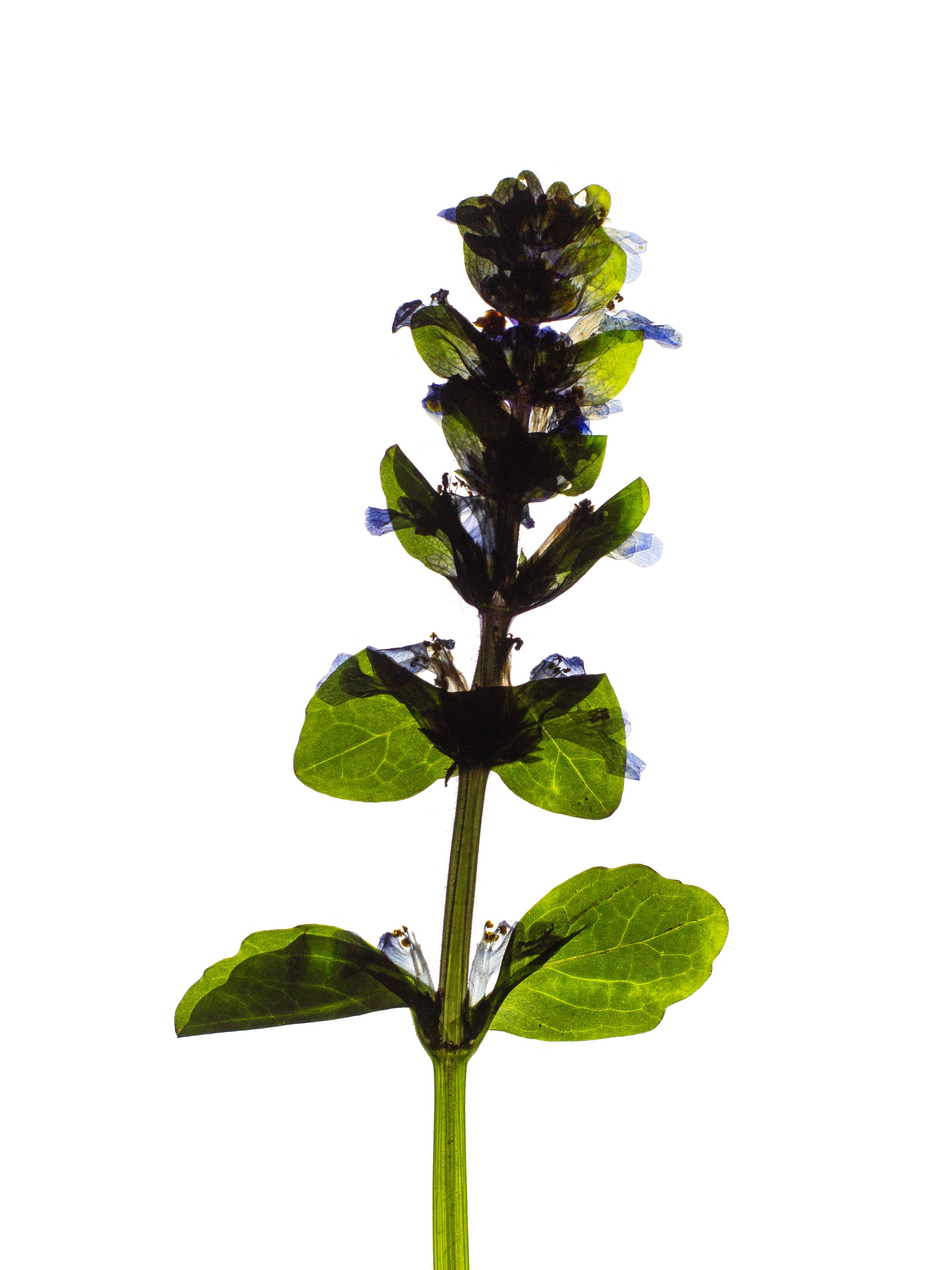 Ajuga reptans (Bugle) — Thalkirchen, Germany, 2024
