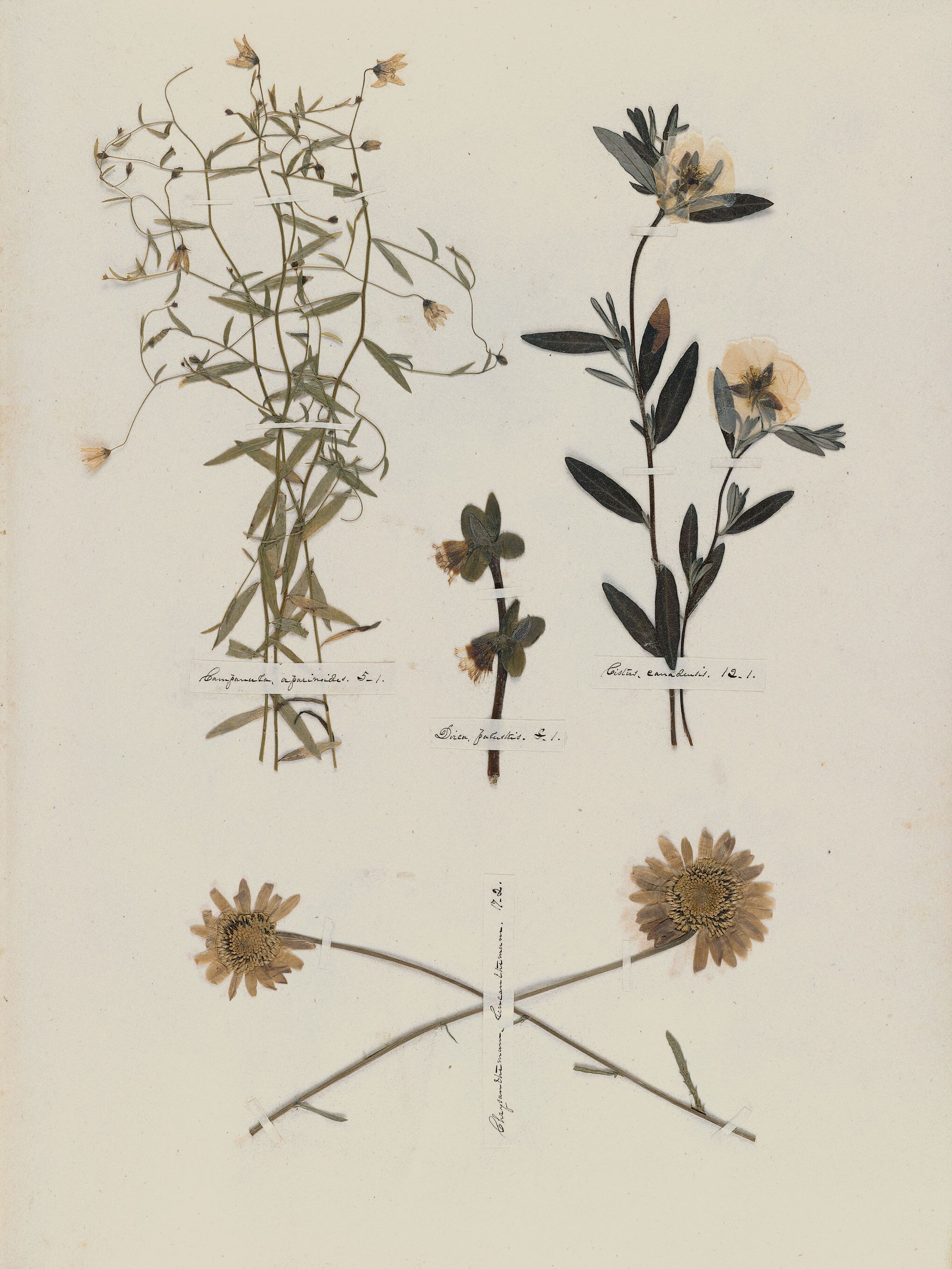 Emily Dickinson — A Poet's Early Herbarium