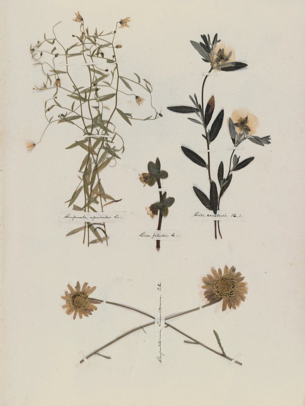 Emily Dickinson — A Poet's Early Herbarium