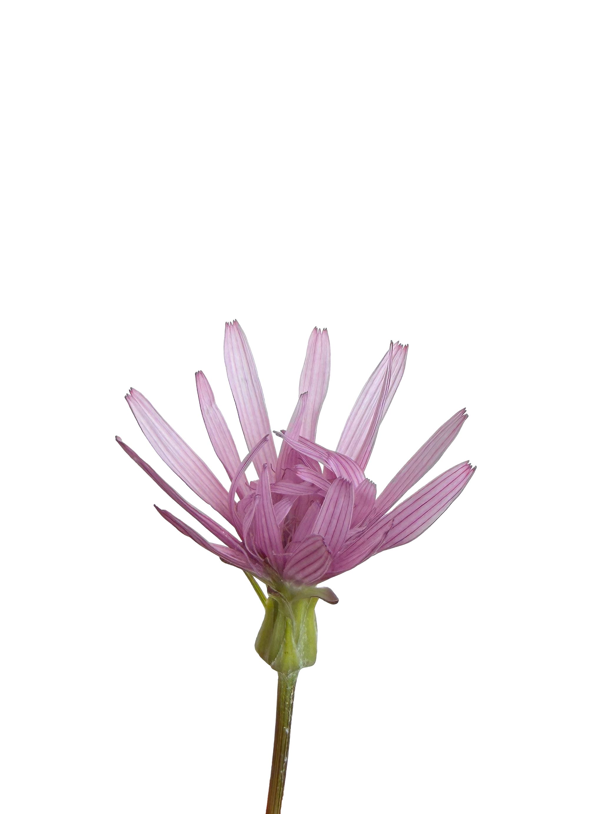 Scorzonera rosea (Rosy scorzonera) — Photograph, Belluno, Italy, 2026
