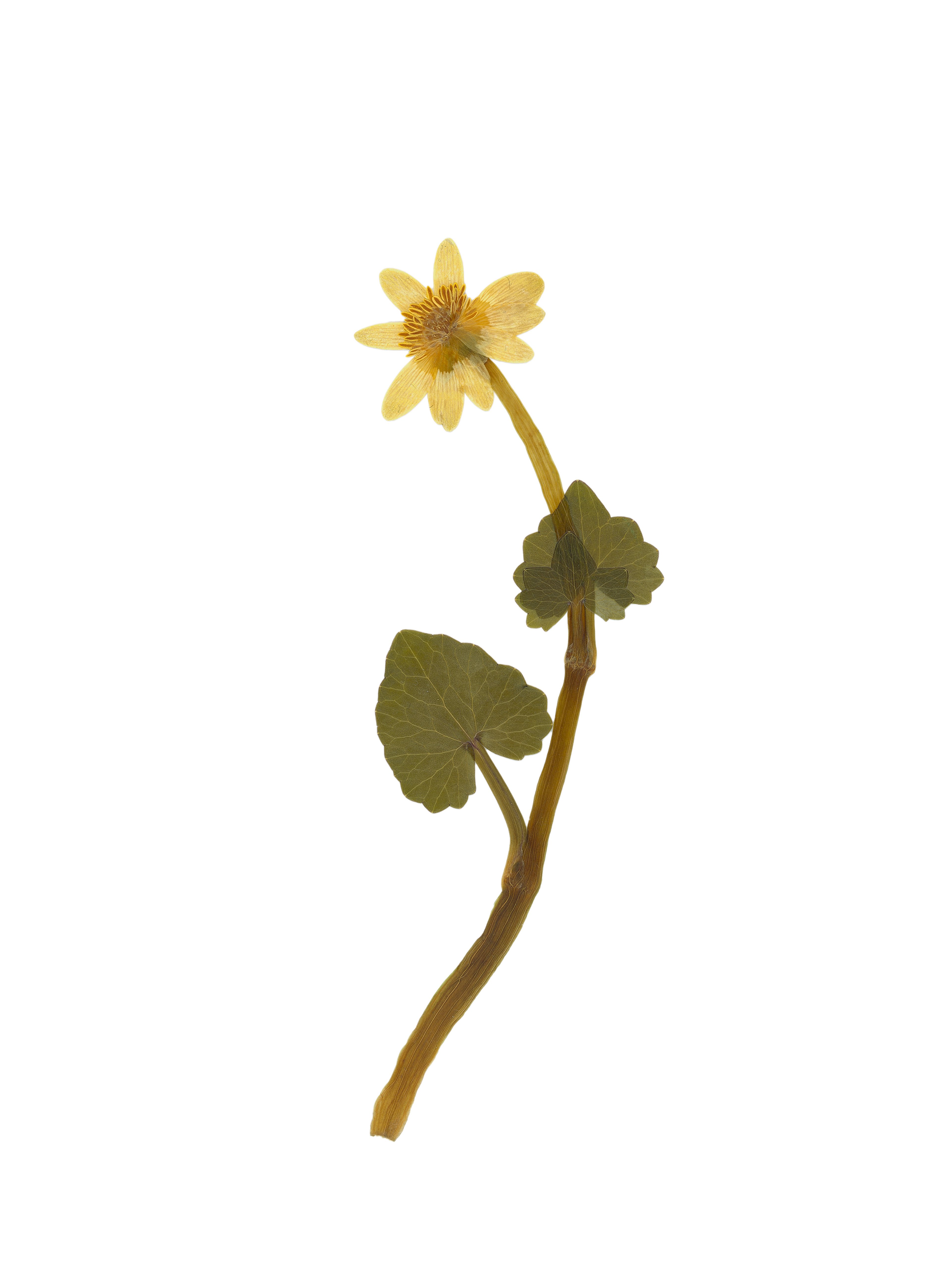 Ficaria verna (Lesser celandine) — Pressed, Pliezhausen, Germany, 2020