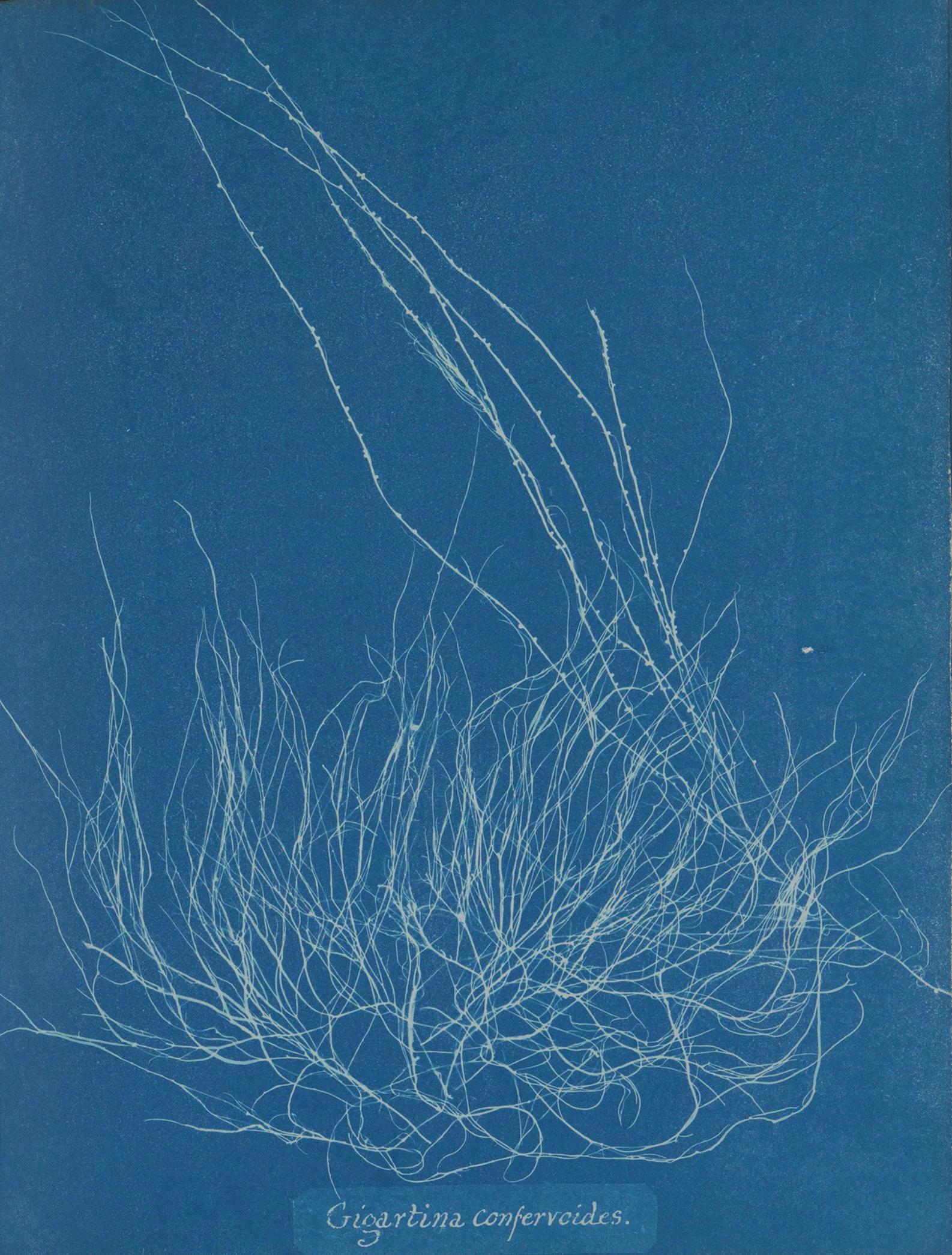 Anna Atkins — Impressions in Blue
