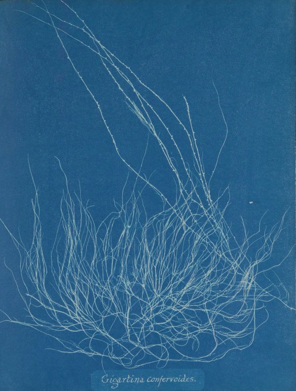 Anna Atkins — Impressions in Blue