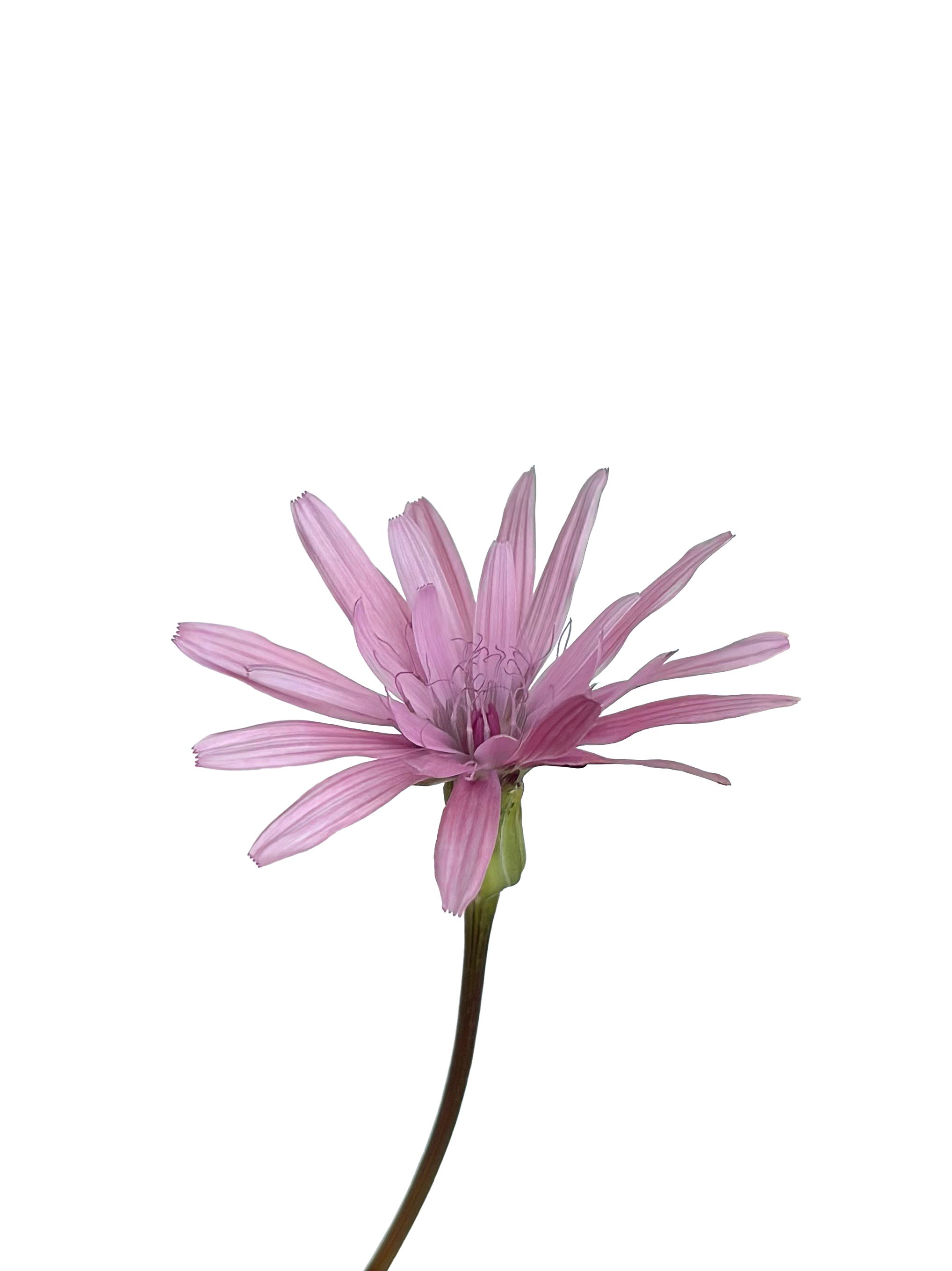 Scorzonera rosea (Rosy scorzonera) — Photograph, Belluno, Italy, 2026