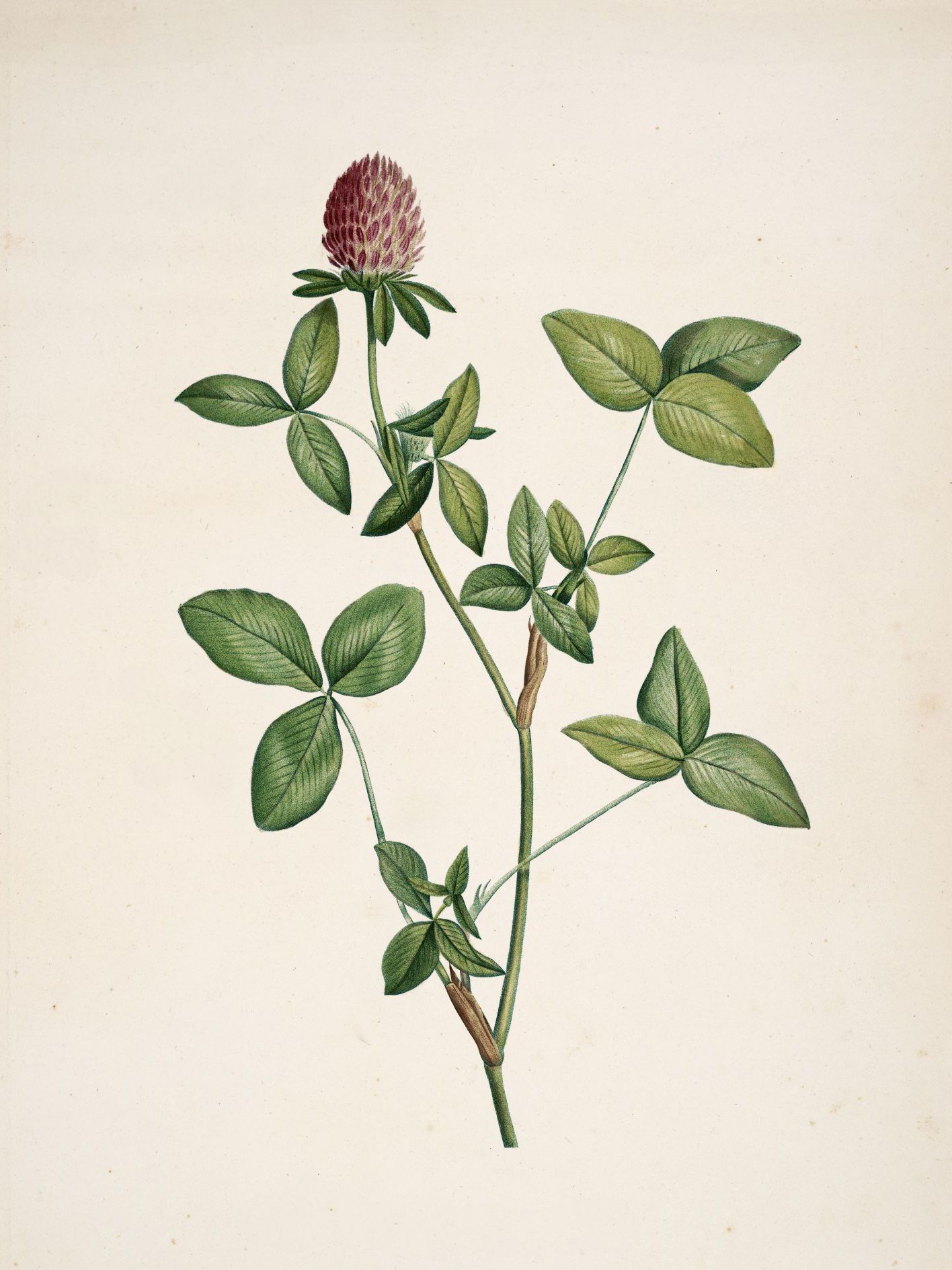 Trifolium pratense (Red clover) — Plant Illustration, La Botanique de J. J. Roussseau, 1805
