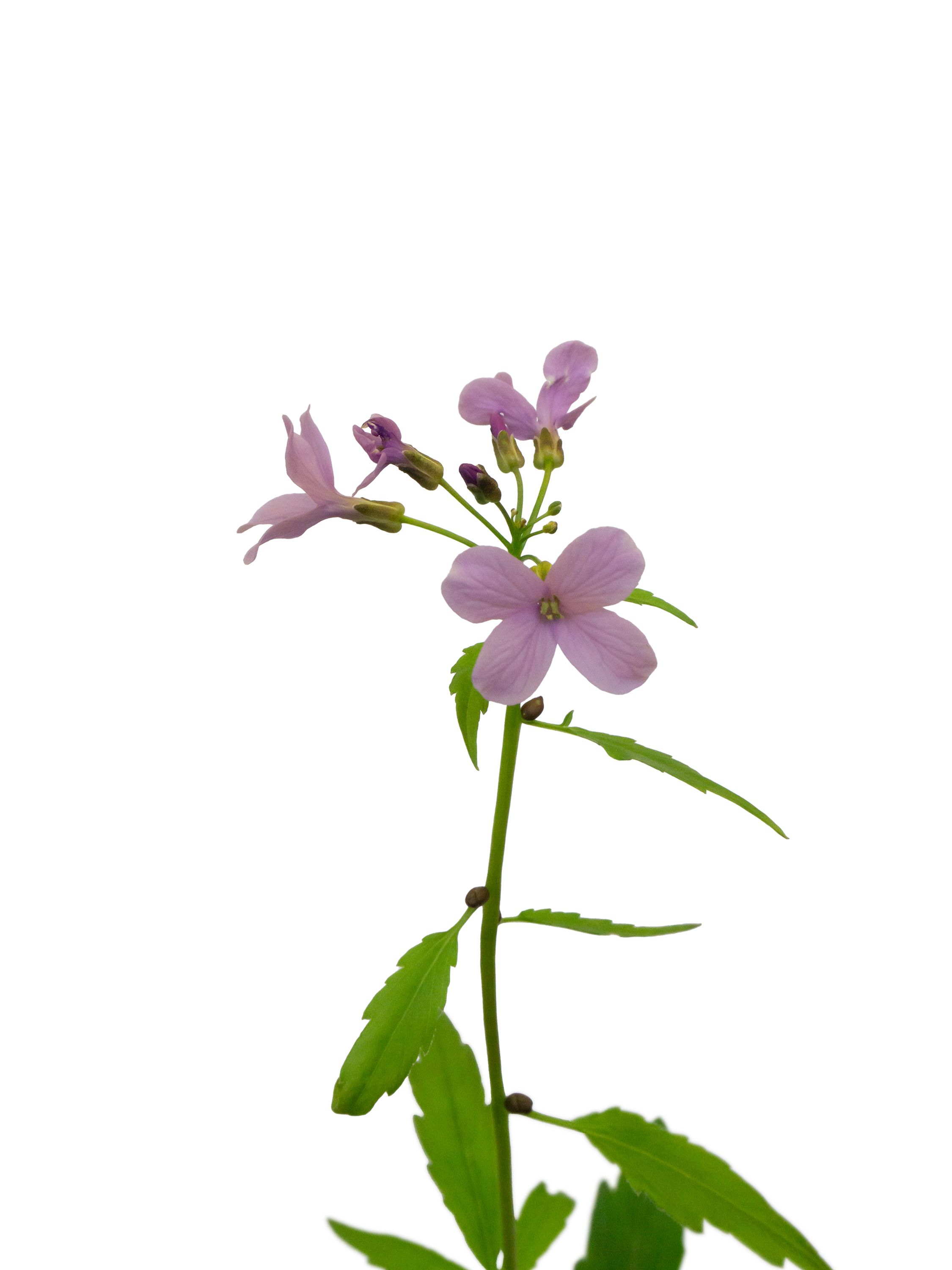 Cardamine bulbifera (Bulbiferous bittercress) — detail, Photograph, Eisenach, Germany, 2026