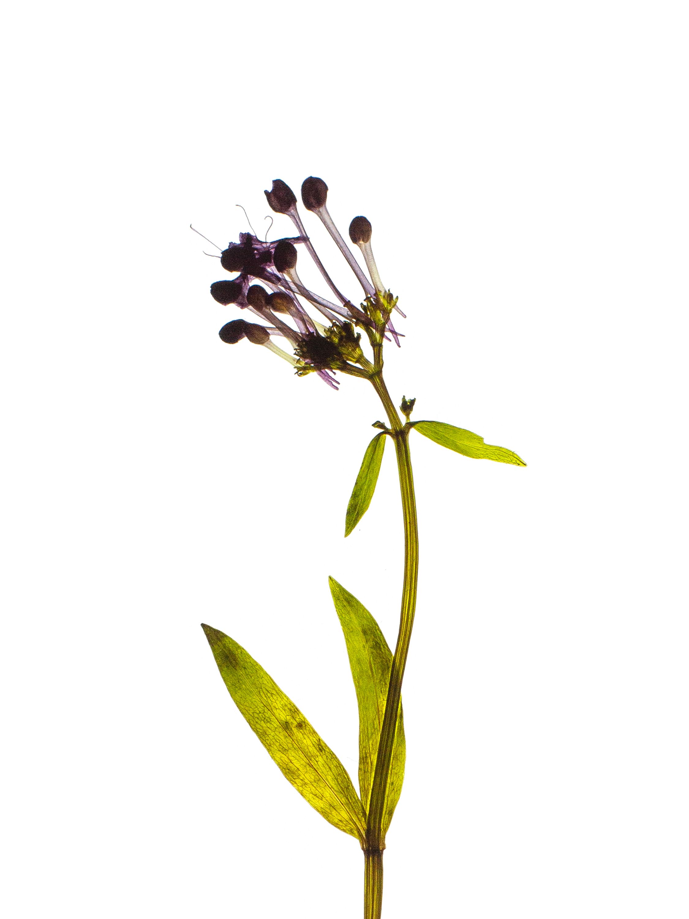 Centranthus angustifolius (Narrow-leaved valerian) — Backlit, Piran, Slovenia, 2022