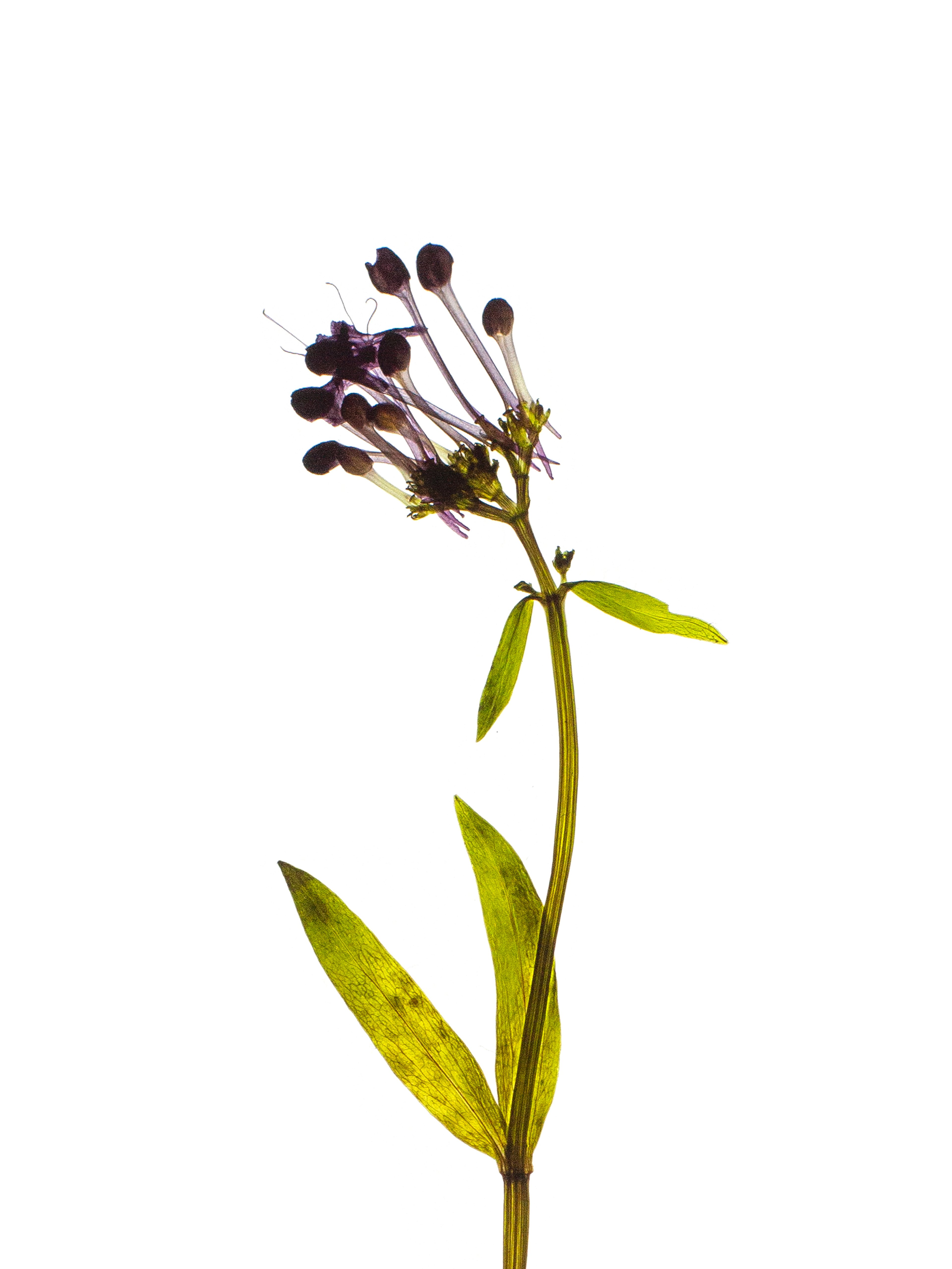 Centranthus angustifolius (Narrow-leaved valerian) — Backlit, Piran, Slovenia, 2022