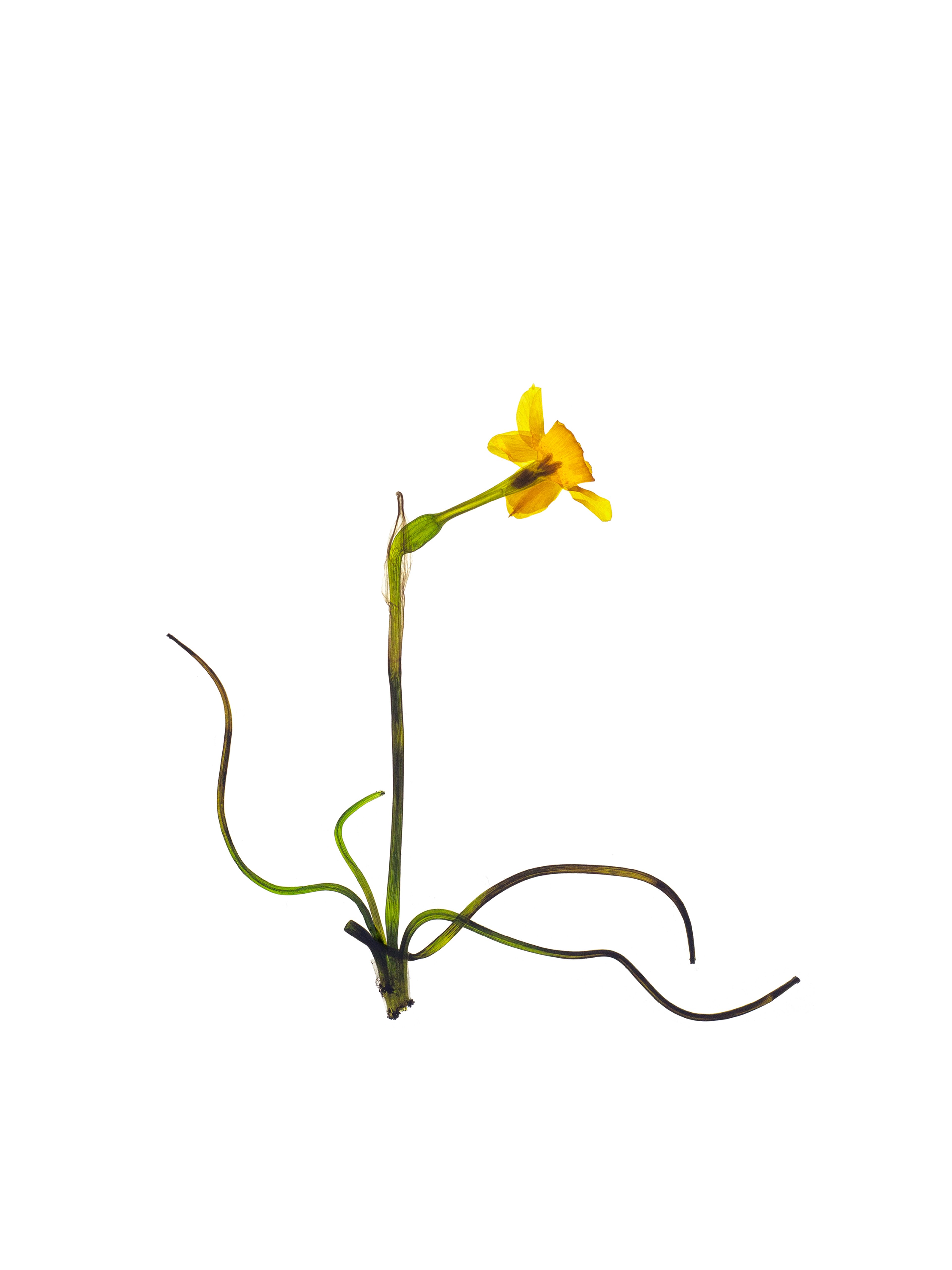 Narcissus jonquilla (Rush daffodil) — Backlit, Alozaina, Spain, 2022