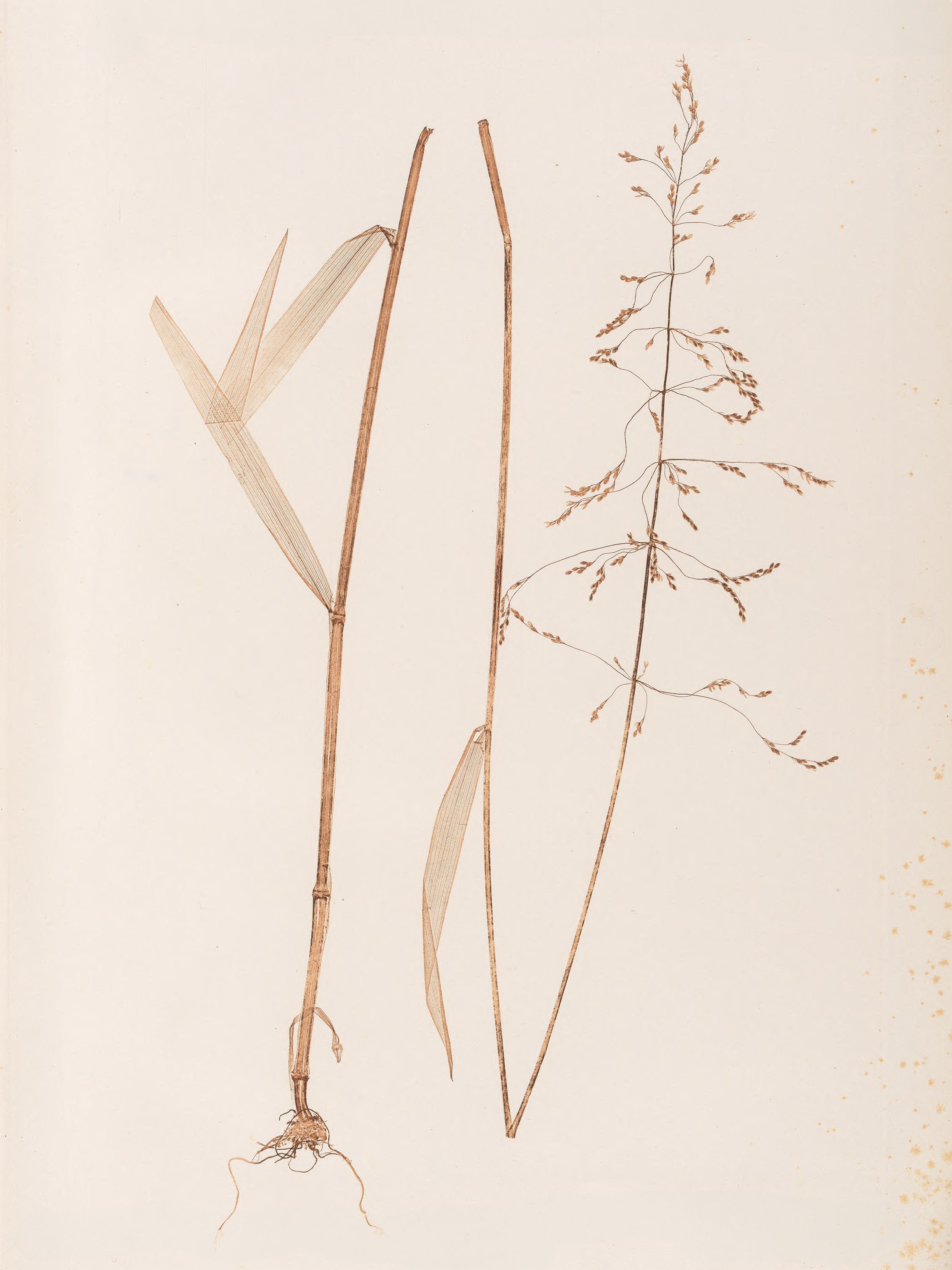 Nature-print