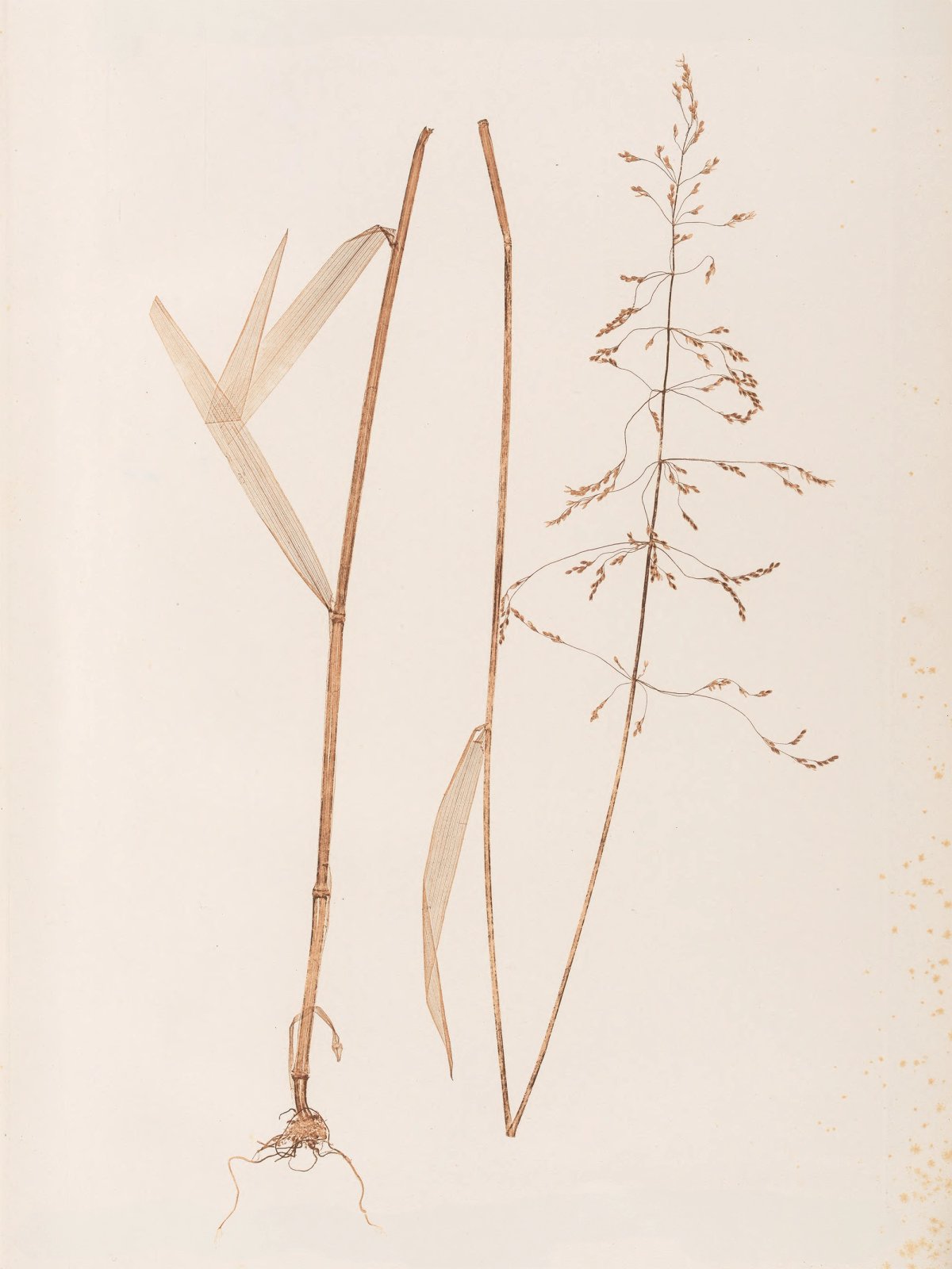 Nature-print