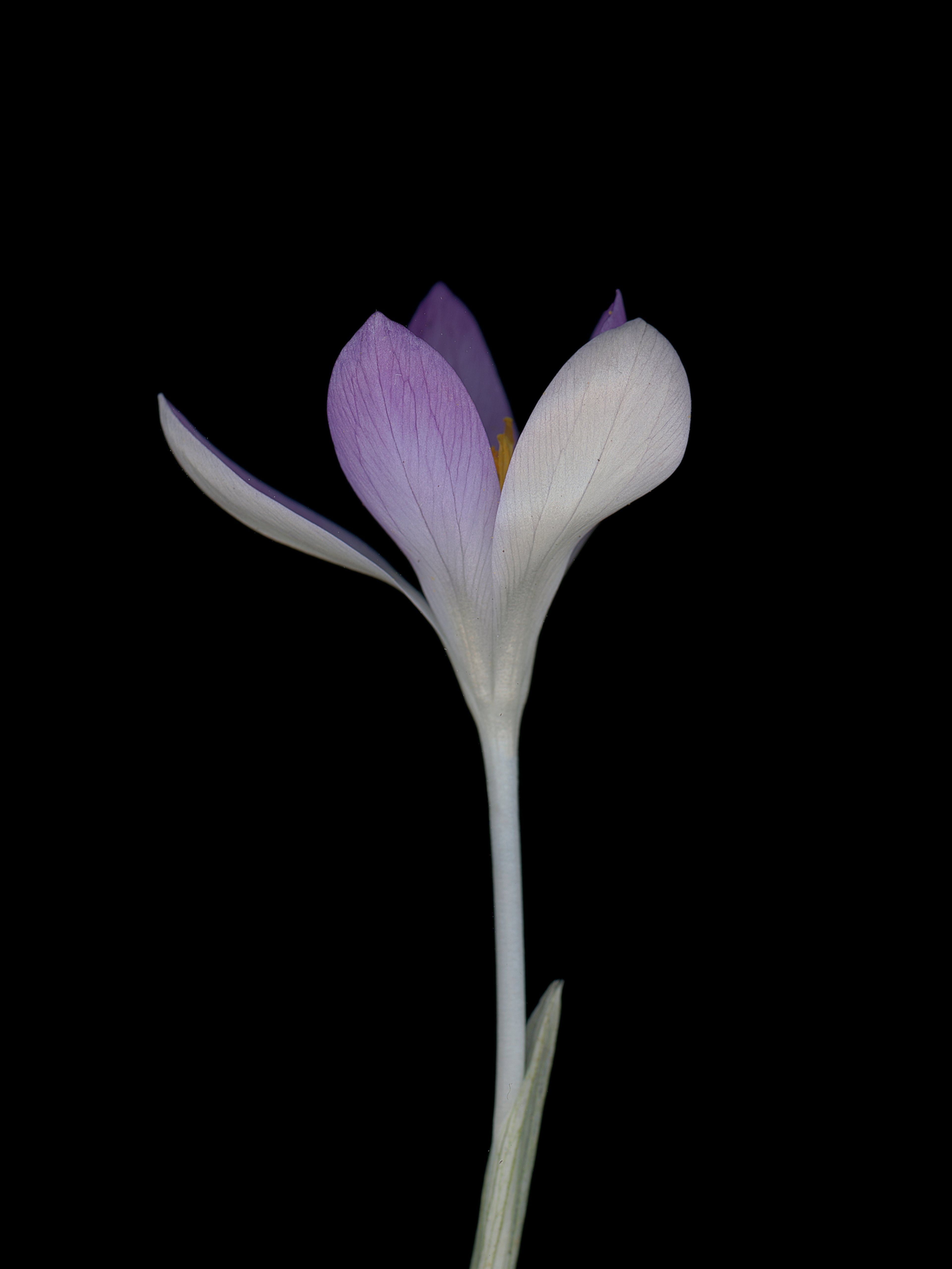 Crocus tommasinianus (Early crocus) — HD Scan, München, Germany, 2026