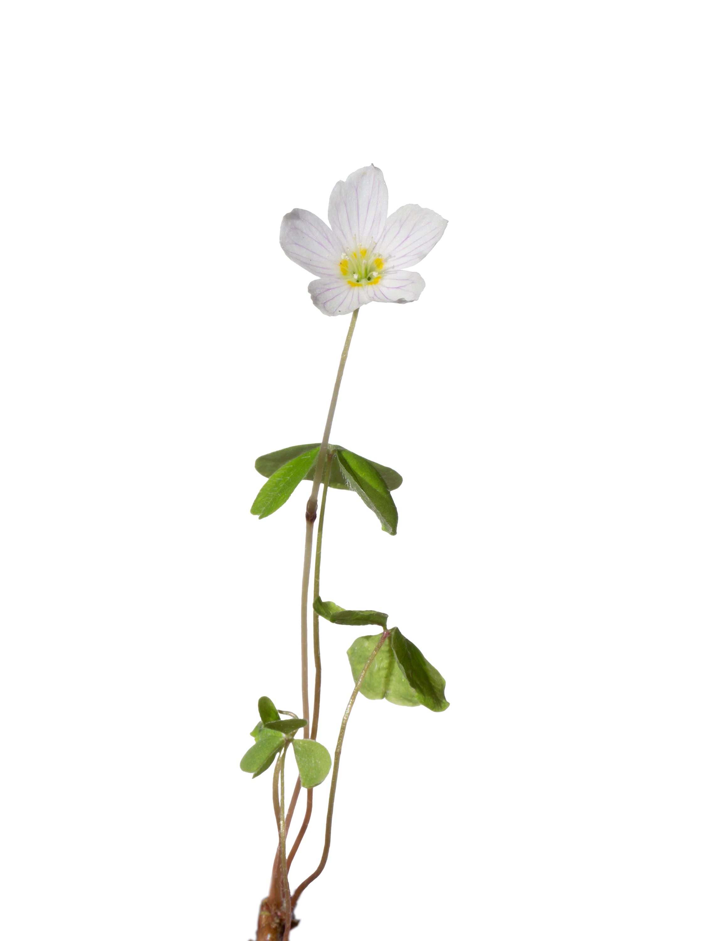 Oxalis acetosella (Wood sorrel) — Photograph, Friedenroda, Germany, 2026
