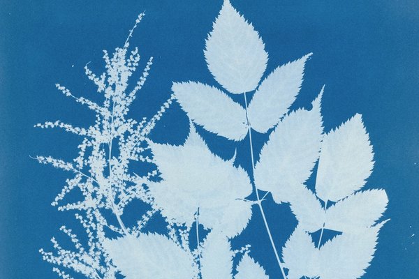 Spirae Aruncus, Anna Atkins, 1851-1854
