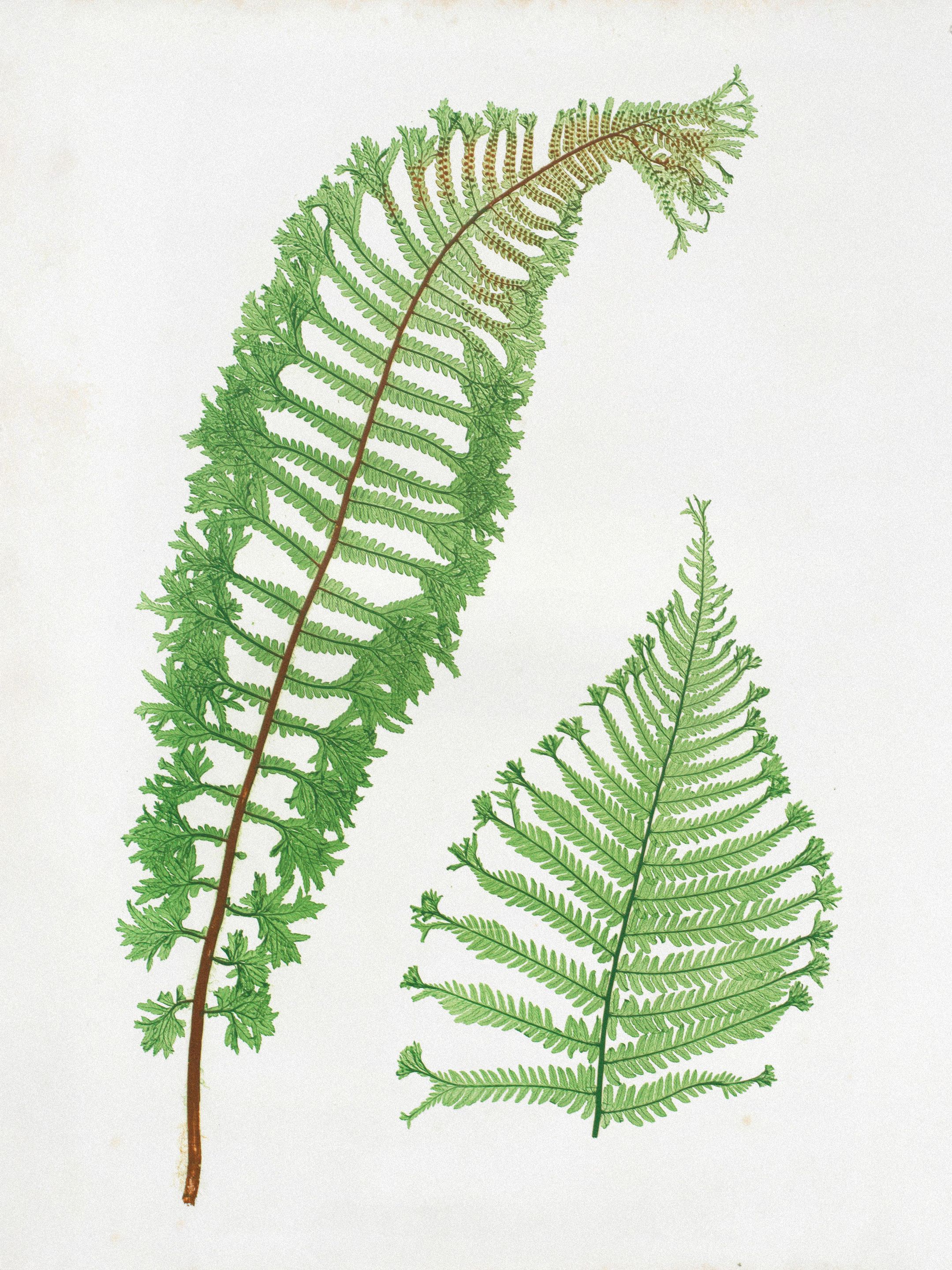 Henry Bradbury — Pioneer of Botanical Nature Printing